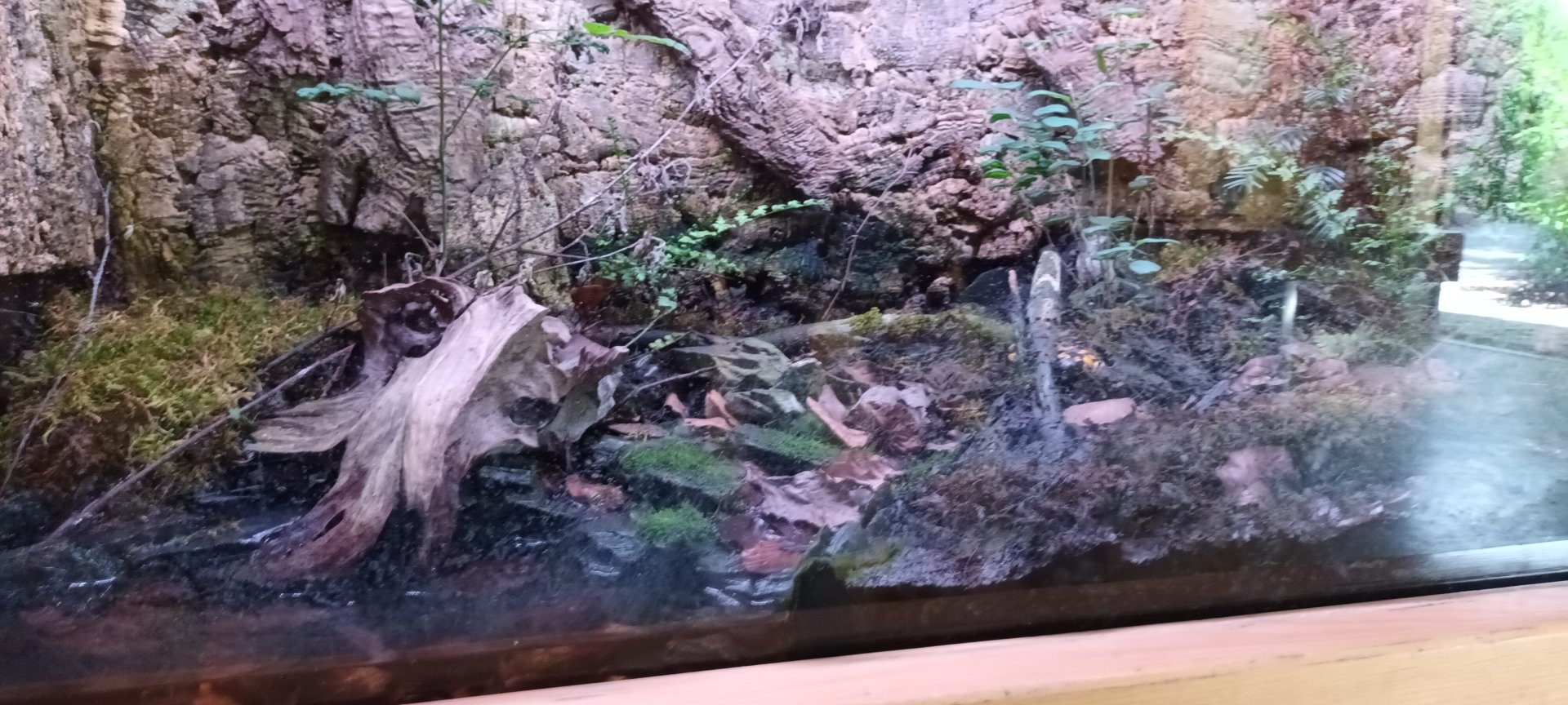 European fiery Salamander Habitat