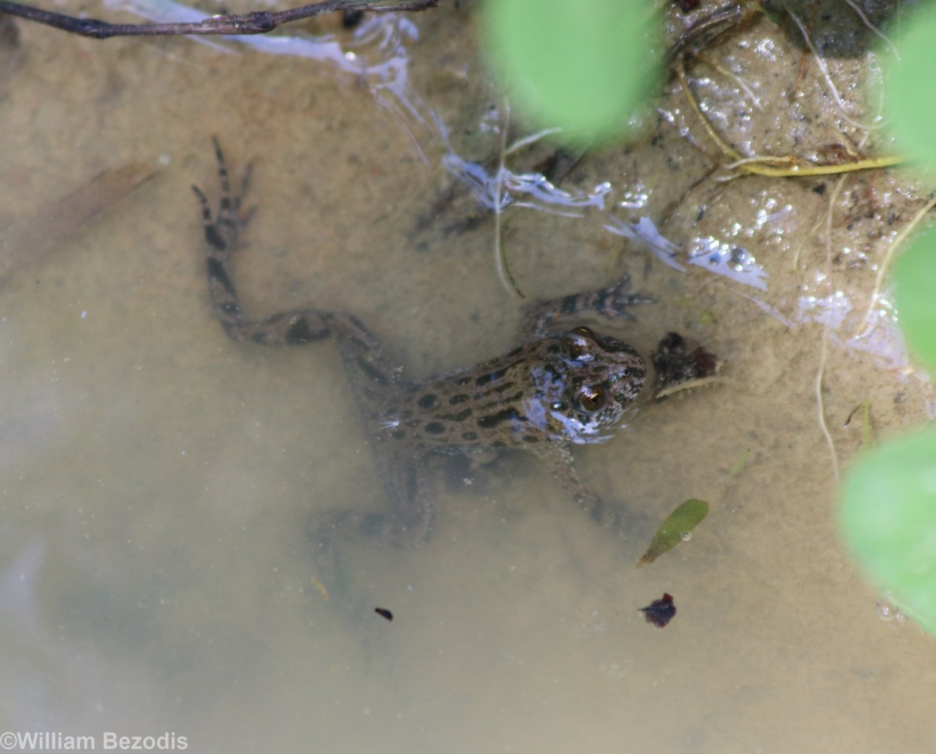 European Fire-bellied Toad