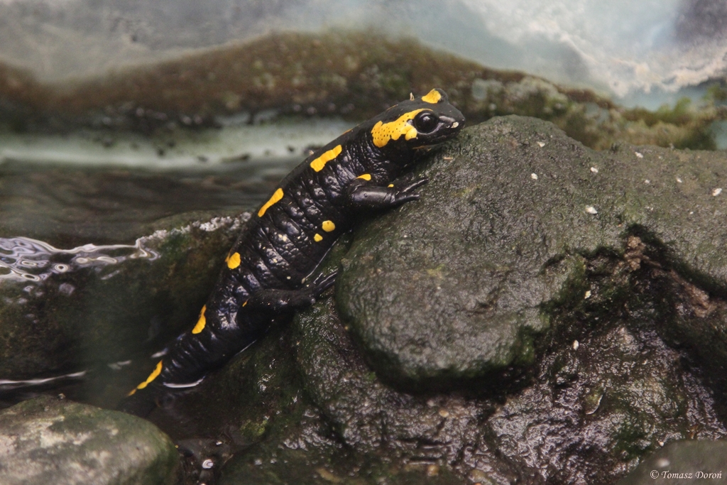 European Fire Salamander (Salamandra salamandra)