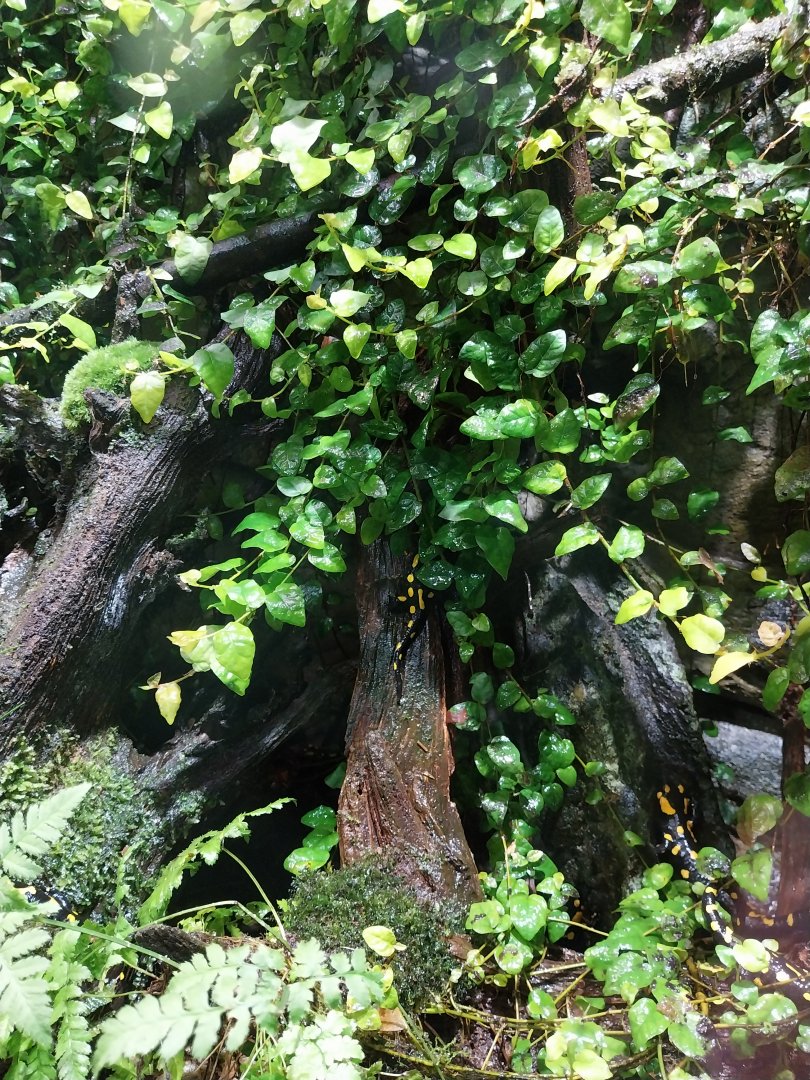 European Fire Salamander (Salamandra salamandra)