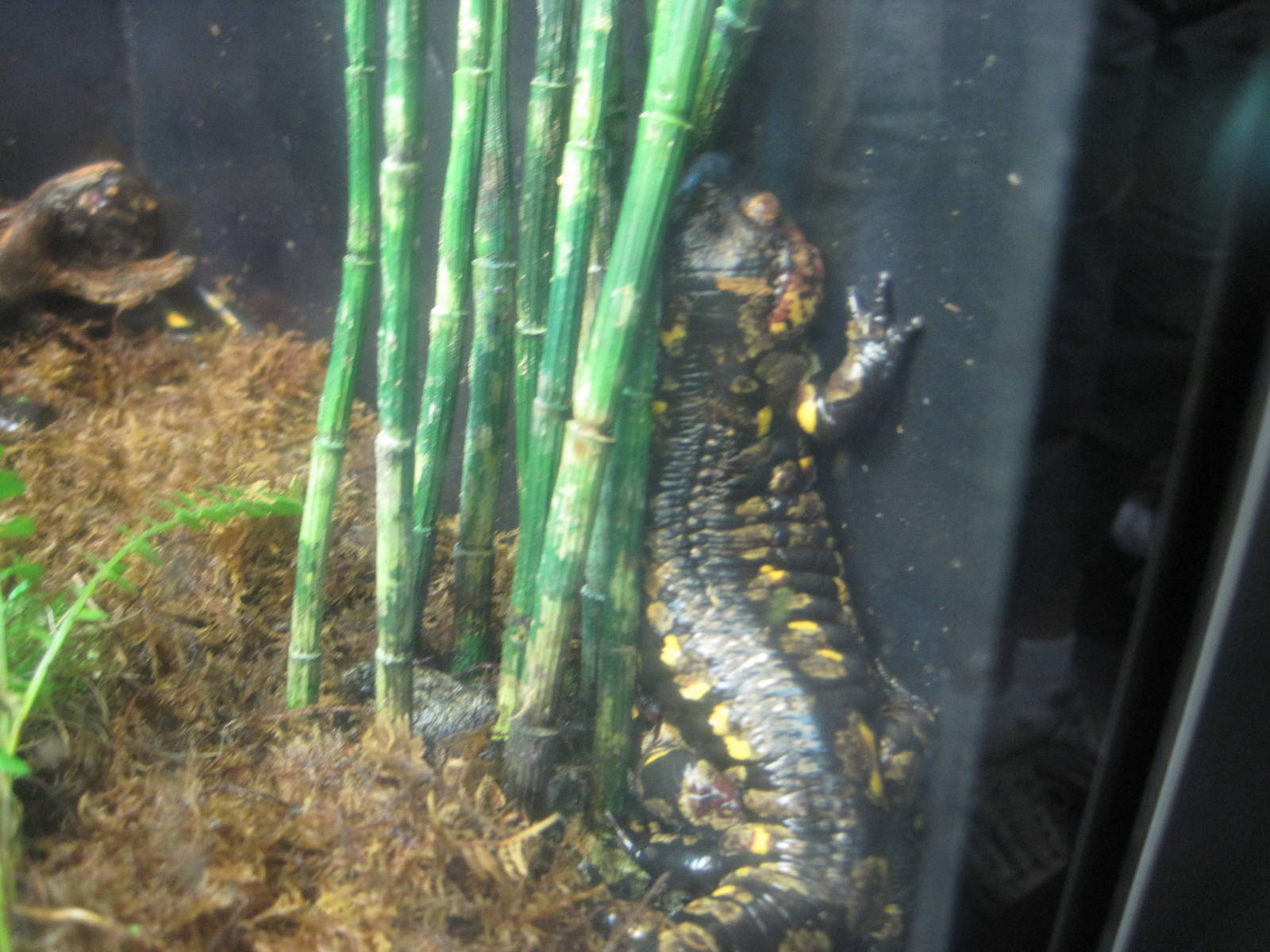 European Fire Salamander