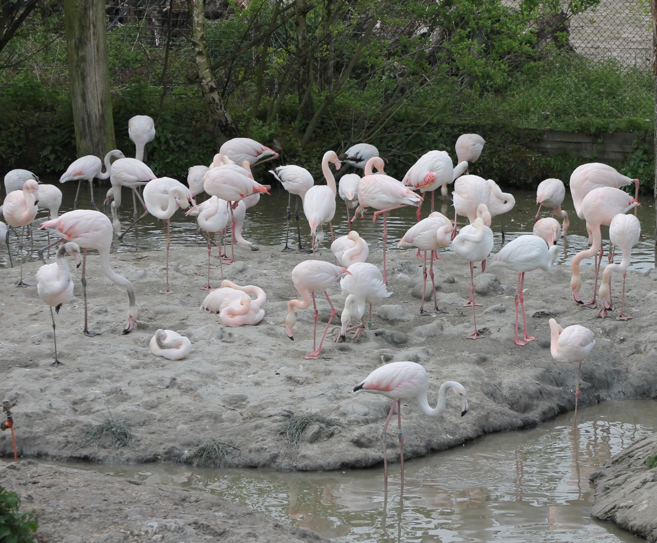 European flamingo-colony