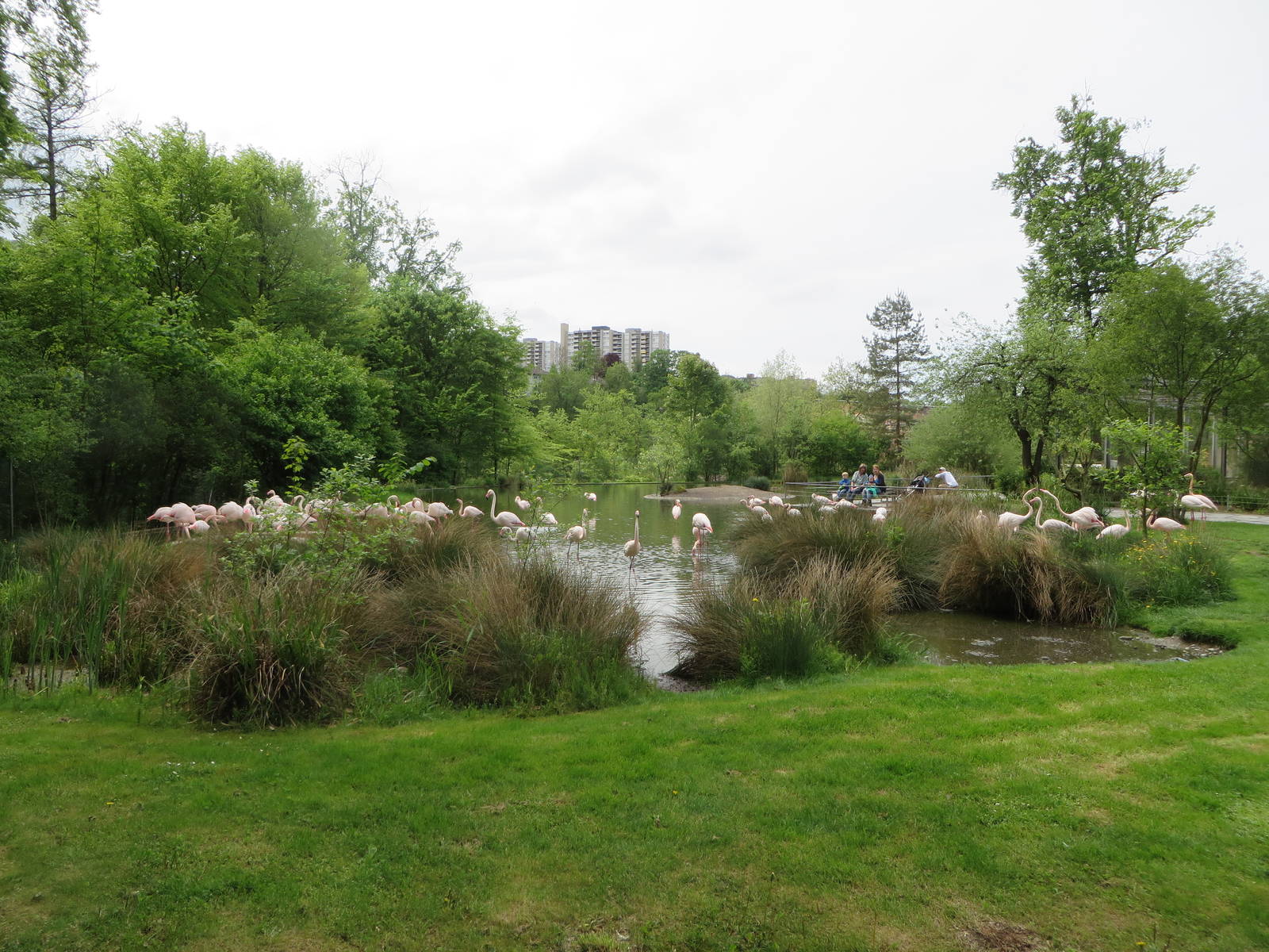European flamingo enclosure