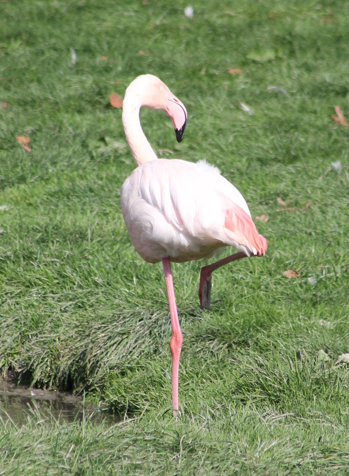 European flamingo
