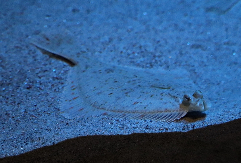 European flounder (Platichthys flesus) - Baltic Sea Science Center