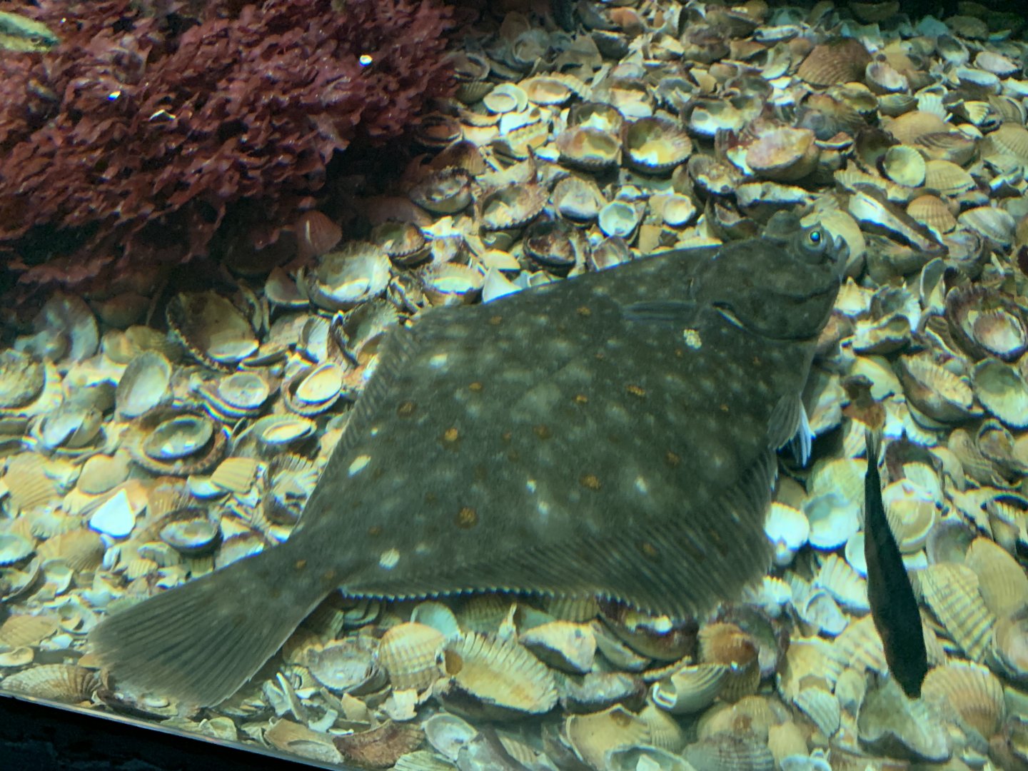European flounder