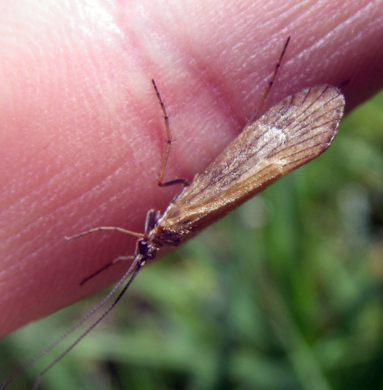 European Fly Angler (Allogamus auricollis)