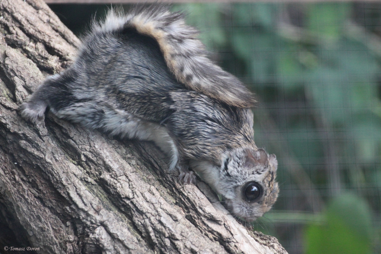 European Flying Squirrel (Pteromys volans)