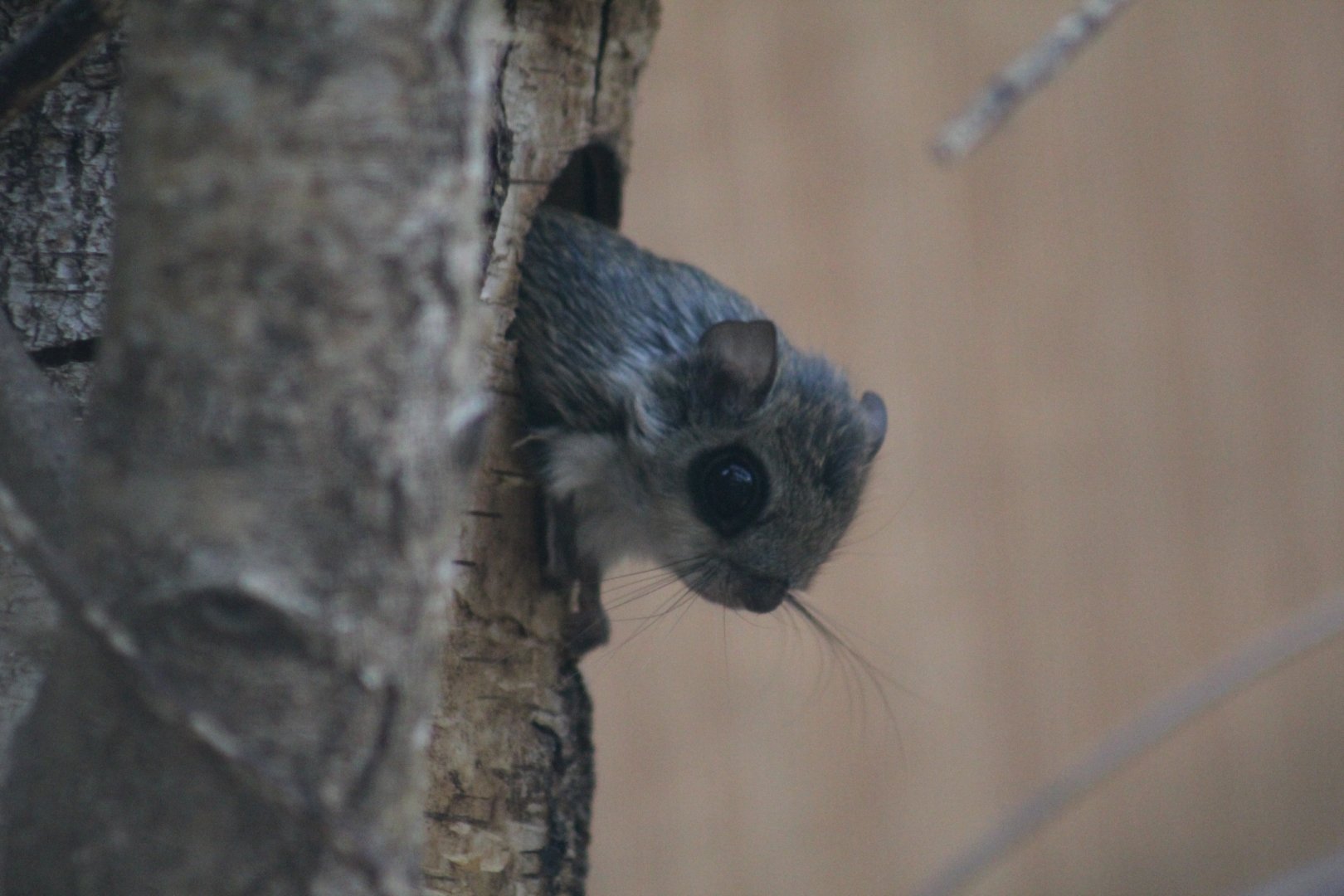 European Flying Squirrel