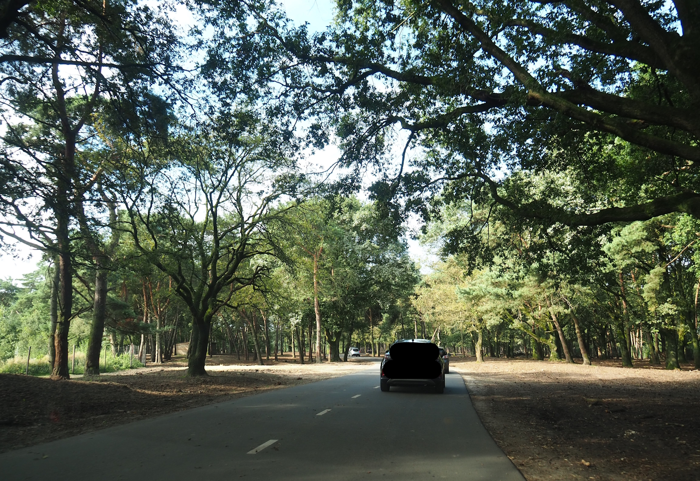 European forest drive-through section, 2023-08-15
