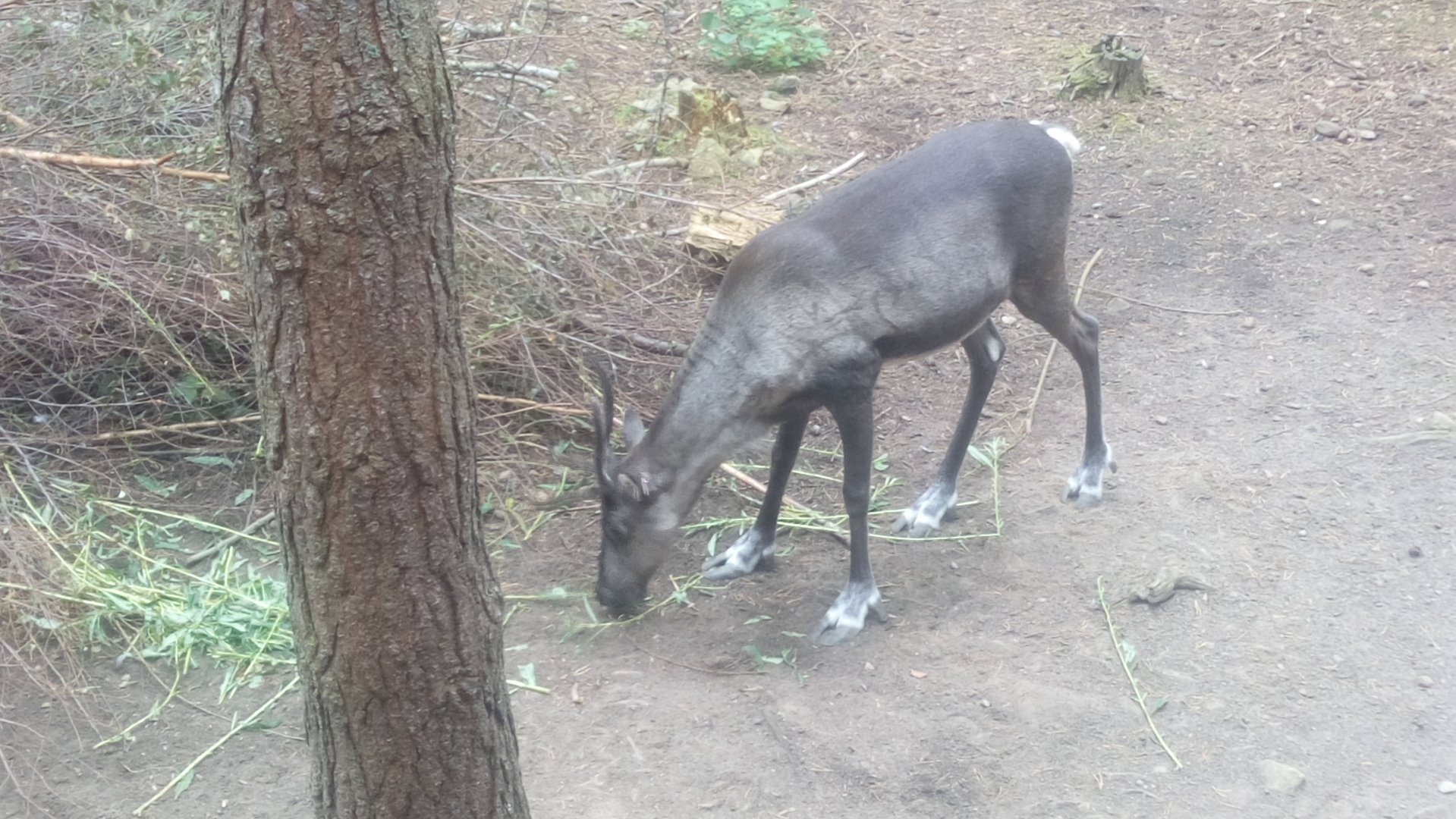 European forest reindeer 6/9/21