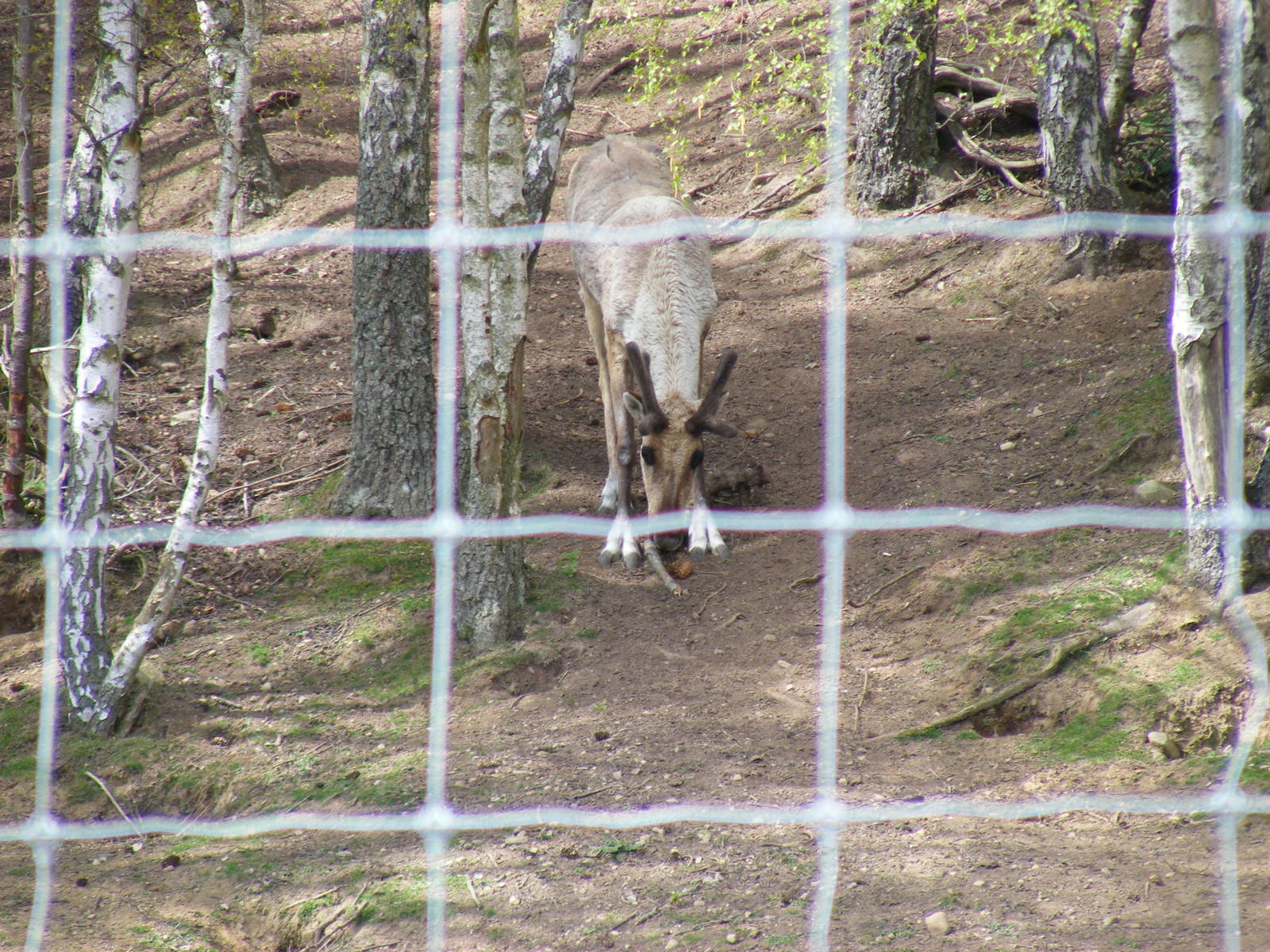 European forest reindeer at Highland Wildlife Park, 17 May 2010