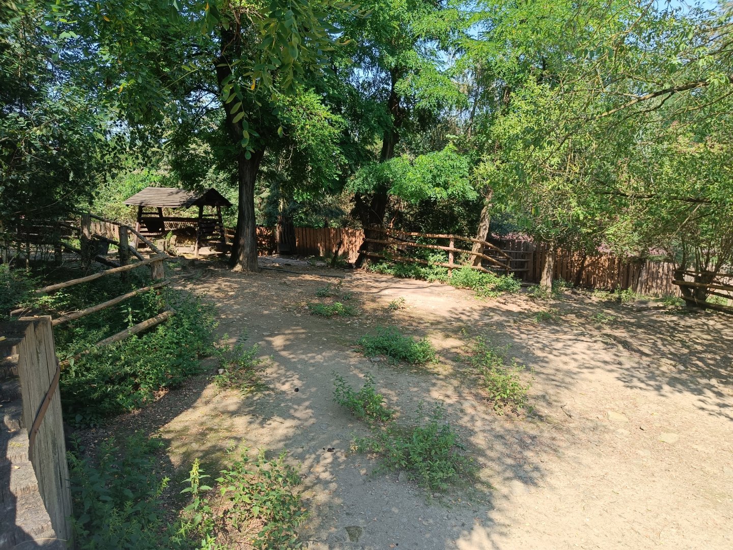 European Forest Reindeer enclosure - Northern Forest