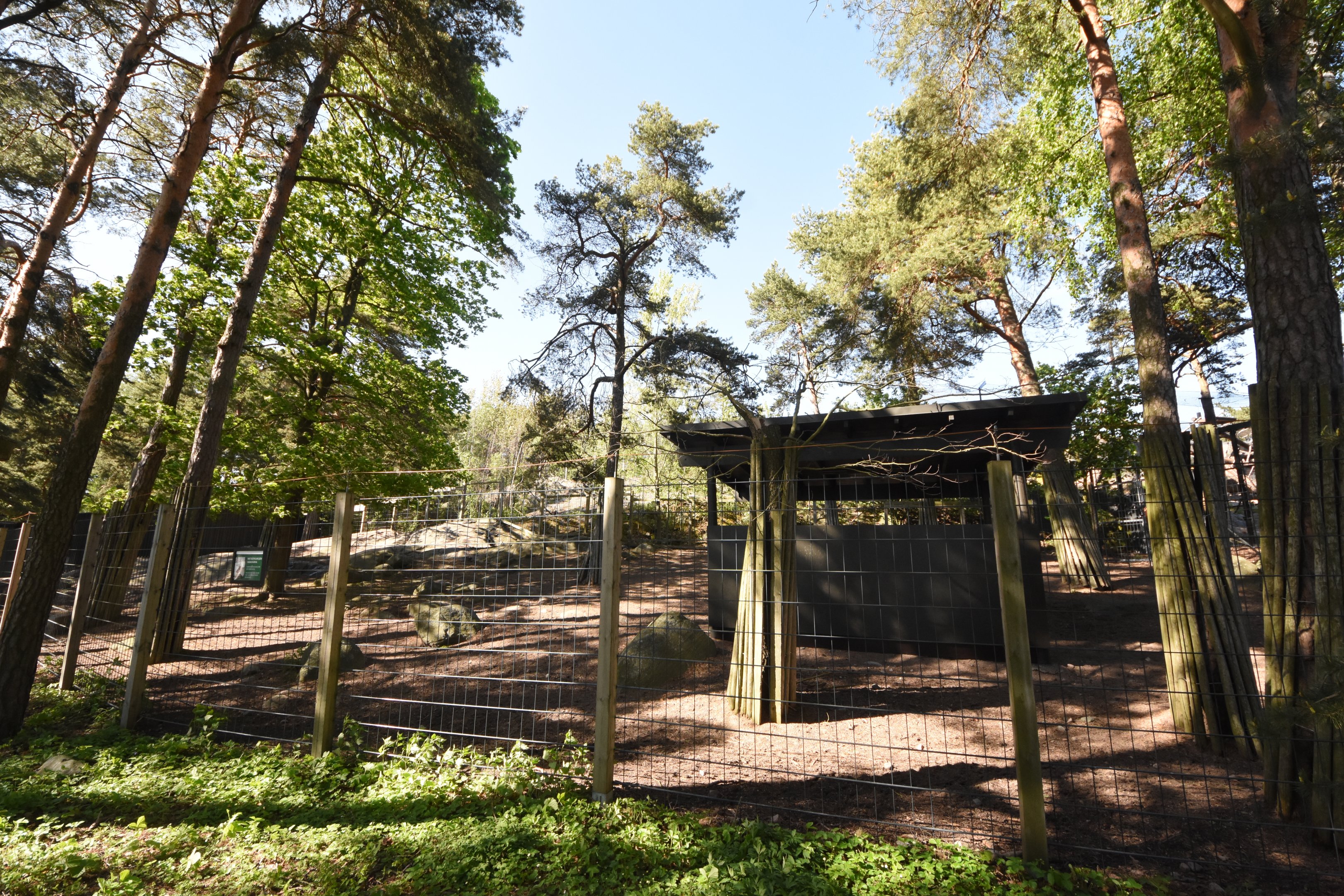European forest reindeer enclosure