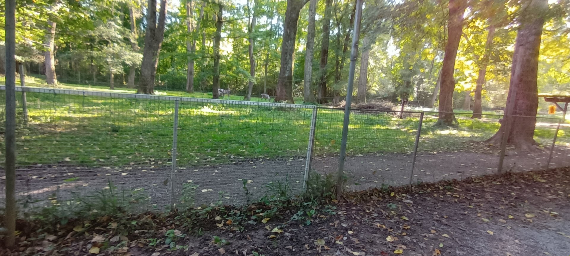 European forest Reindeer Enclosure