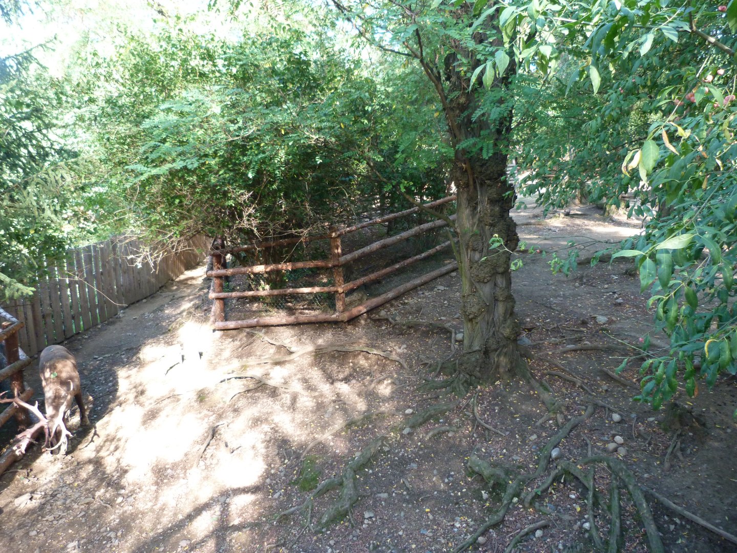 European forest reindeer exhibit -Zoo Praha (2025)