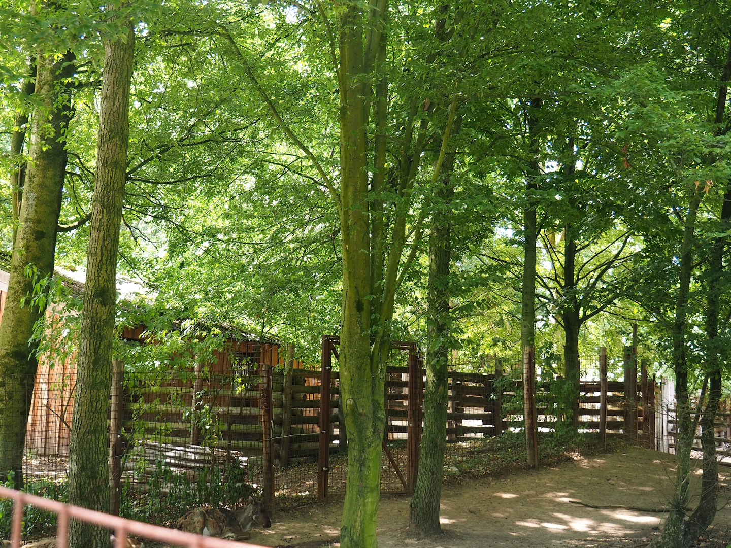 European forest reindeer holding area, 2023-07-18