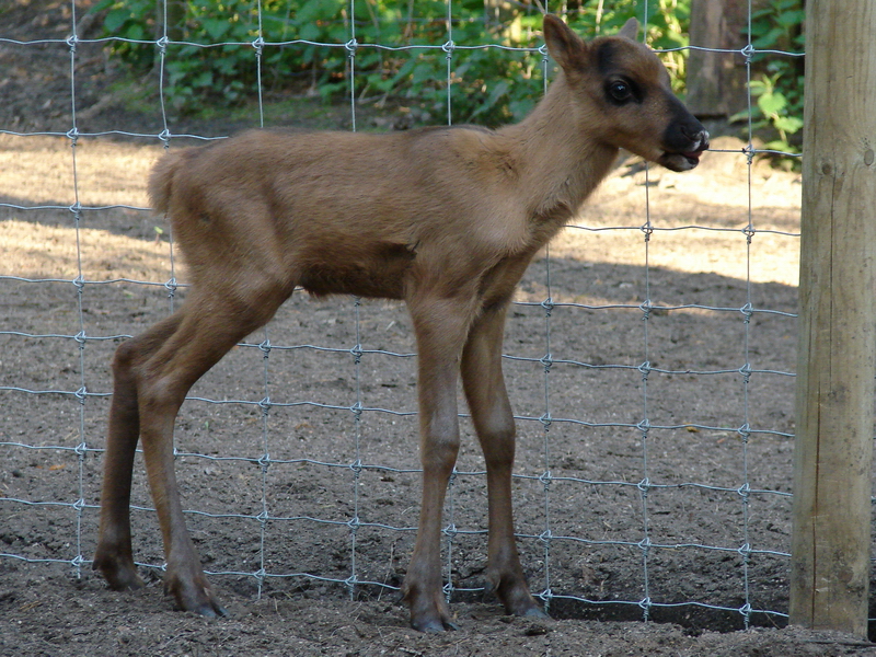 European forest reindeer / Rangifer tarandus fennicus (calf female, born 14