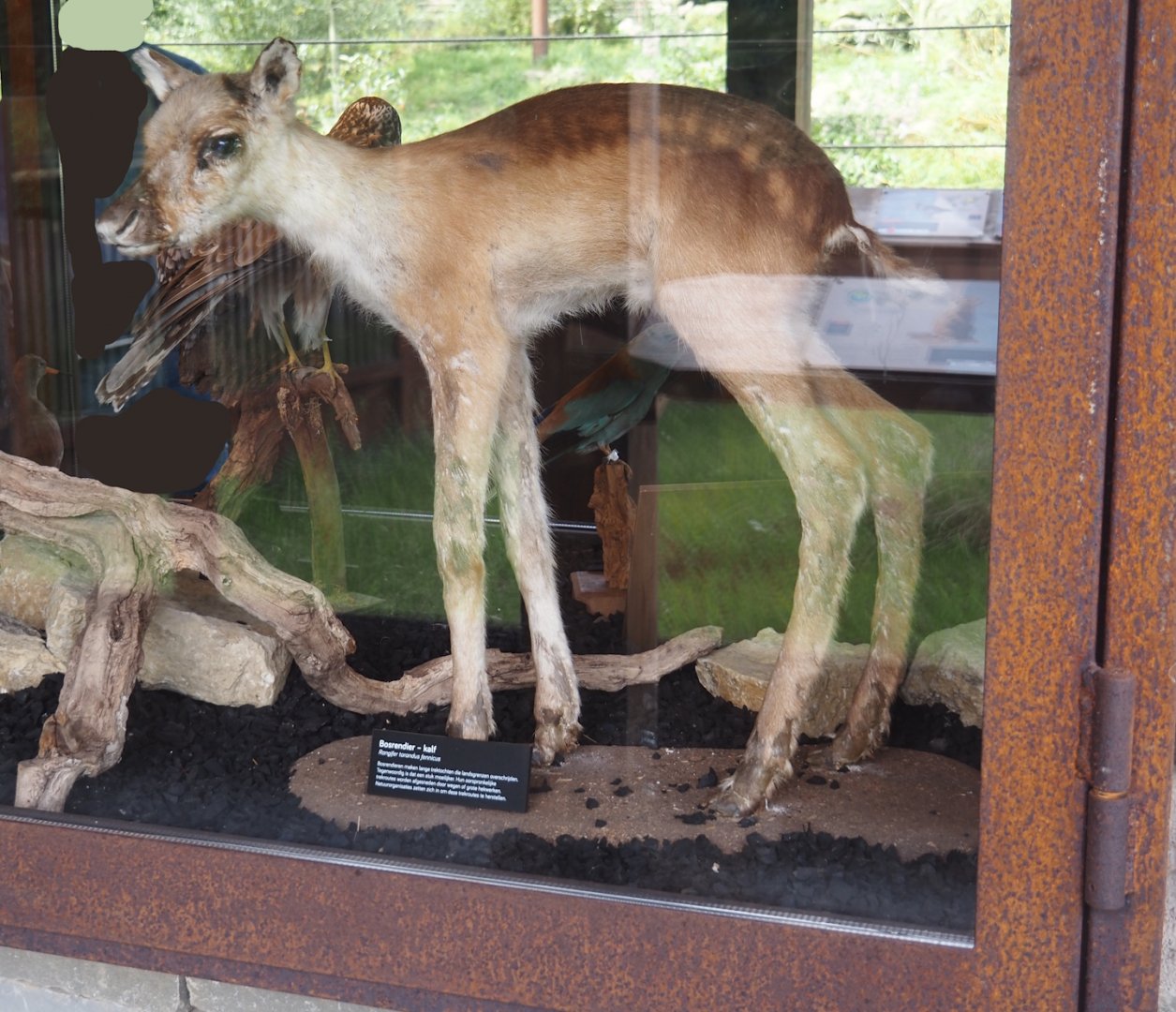 European forest reindeer (Rangifer tarandus fennicus) calf taxidermy, 2024-08-21
