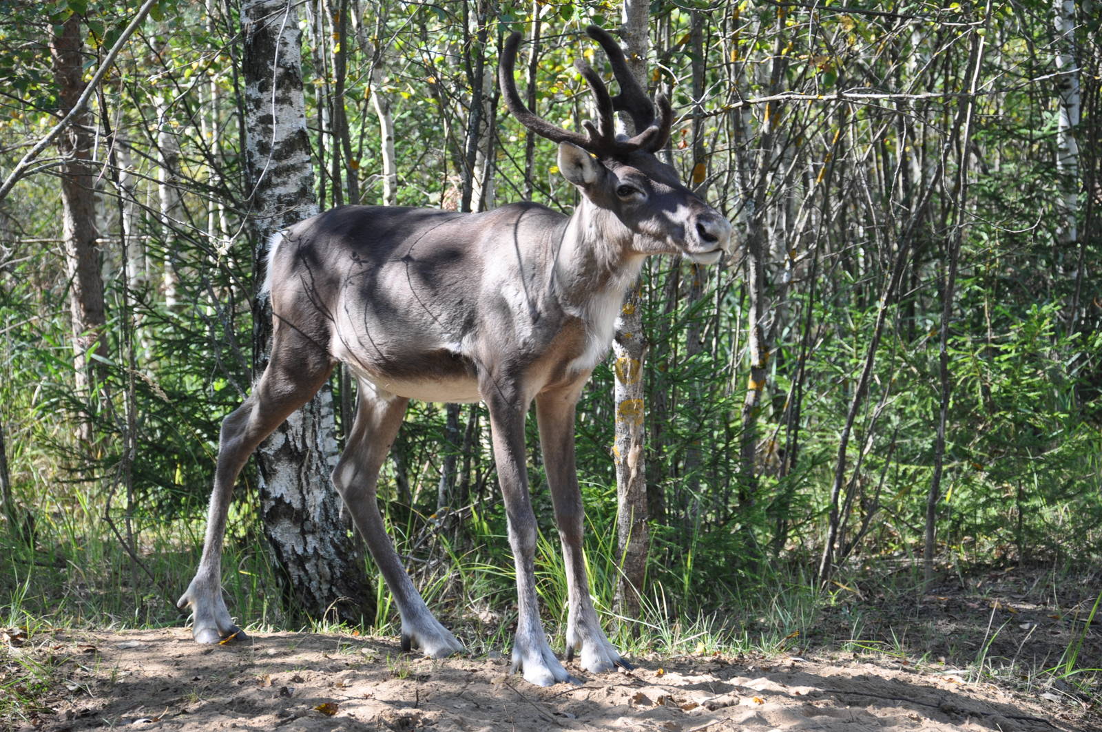 European forest reindeer/ Rangifer tarandus fennicus