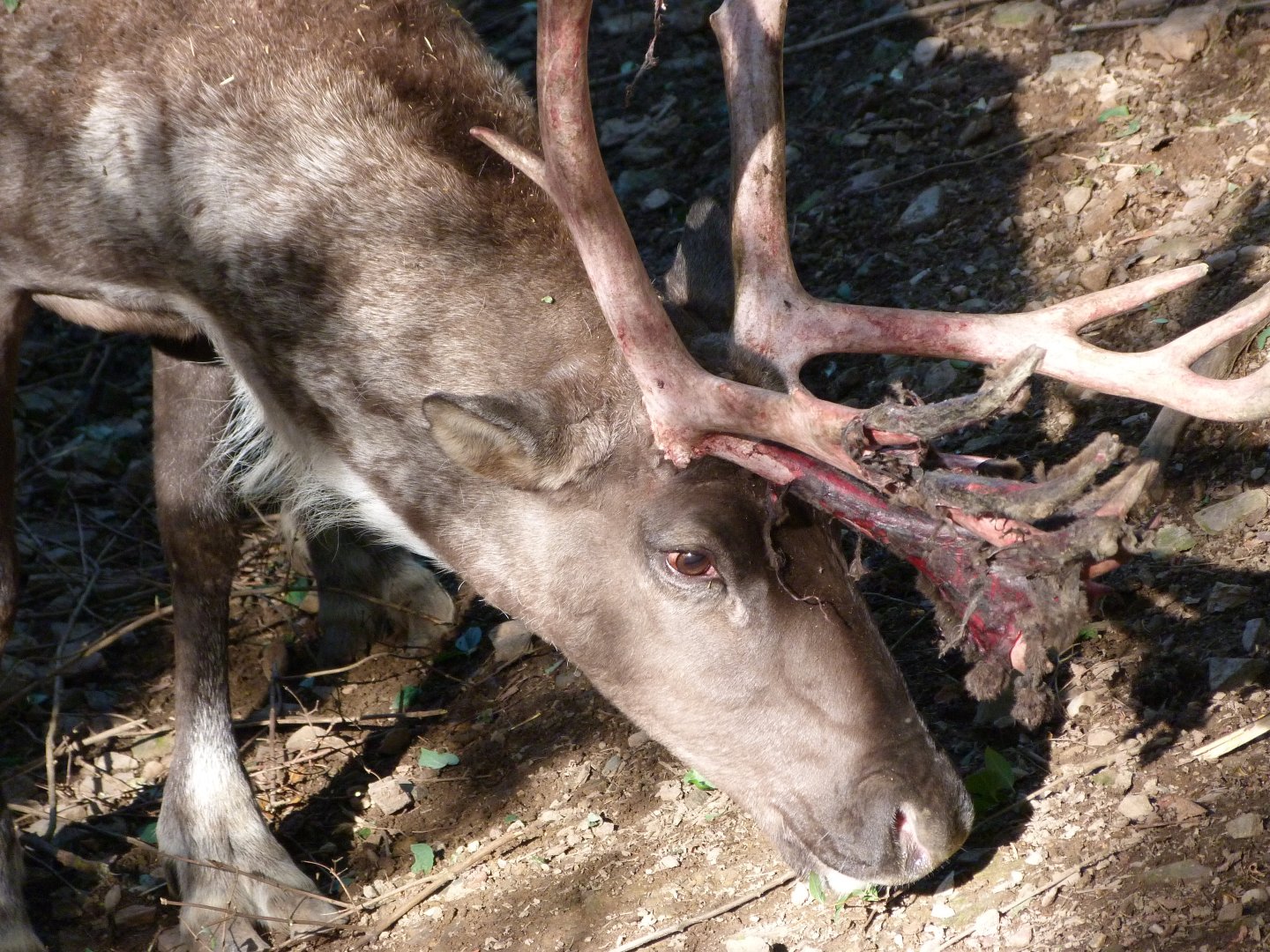 European forest reindeer -Zoo Praha (2025)