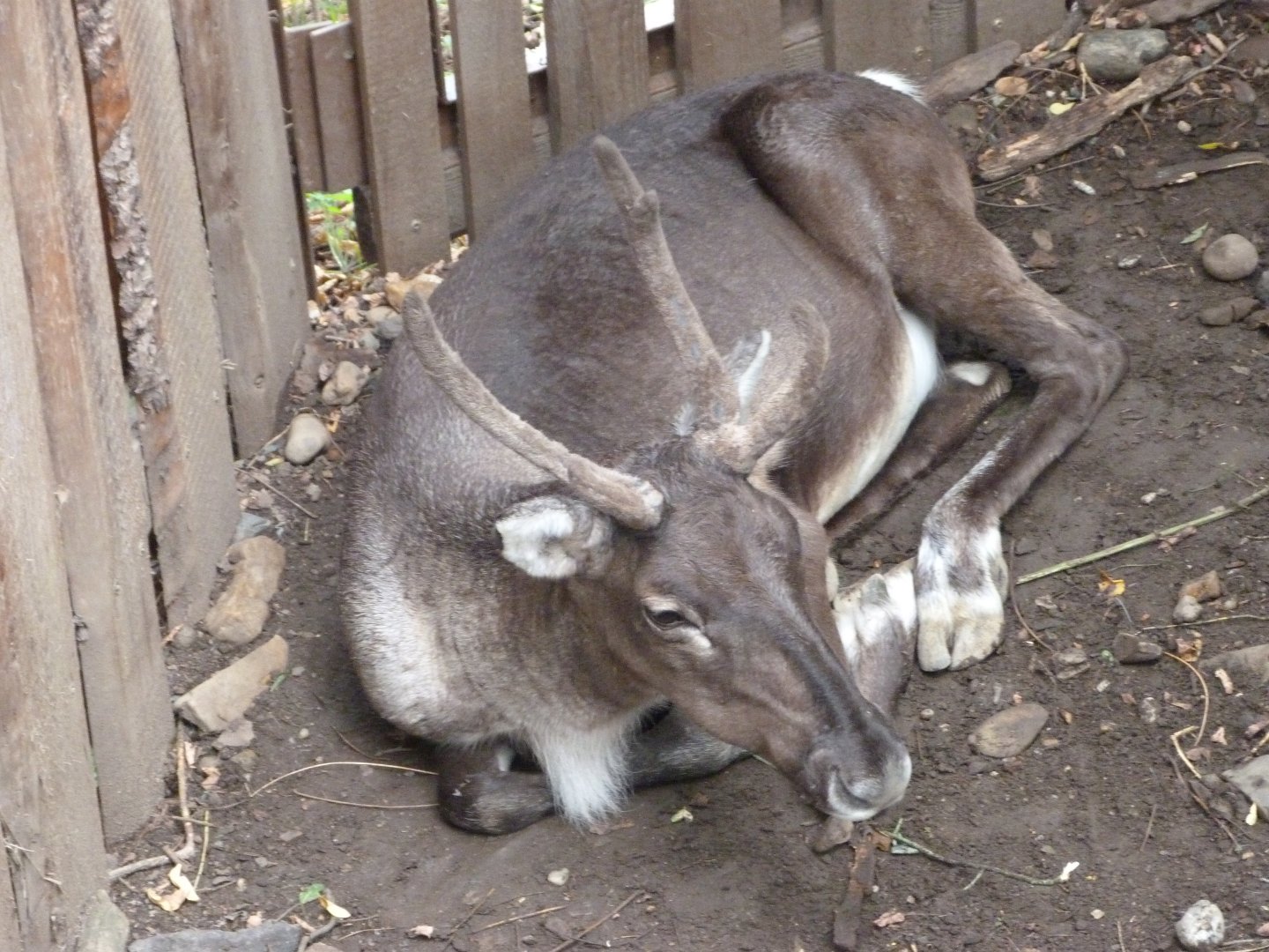 European forest reindeer -Zoo Praha (2025)