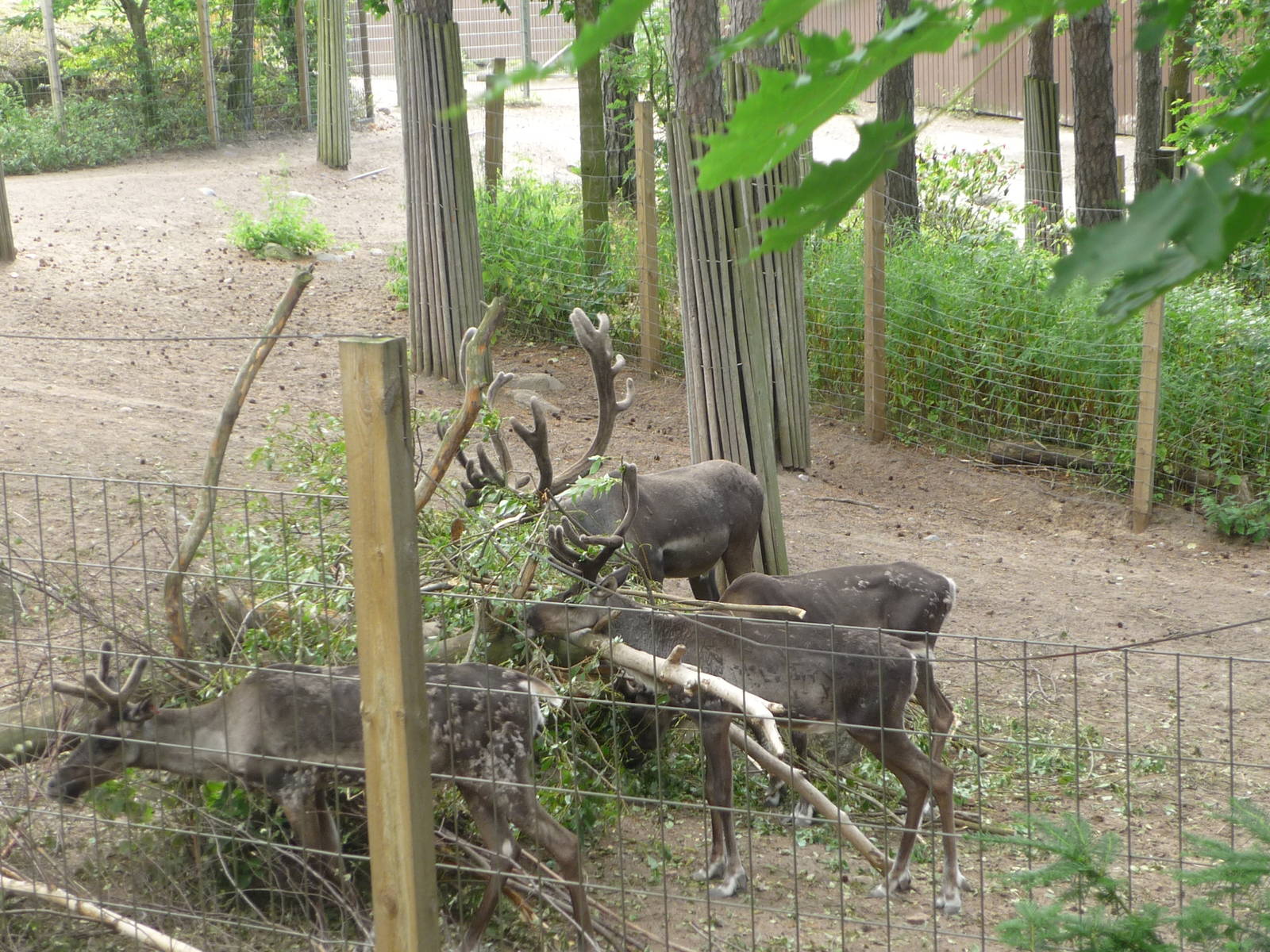 European Forest Reindeer