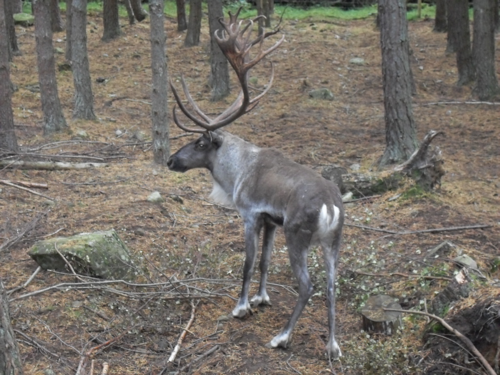 European forest reindeer