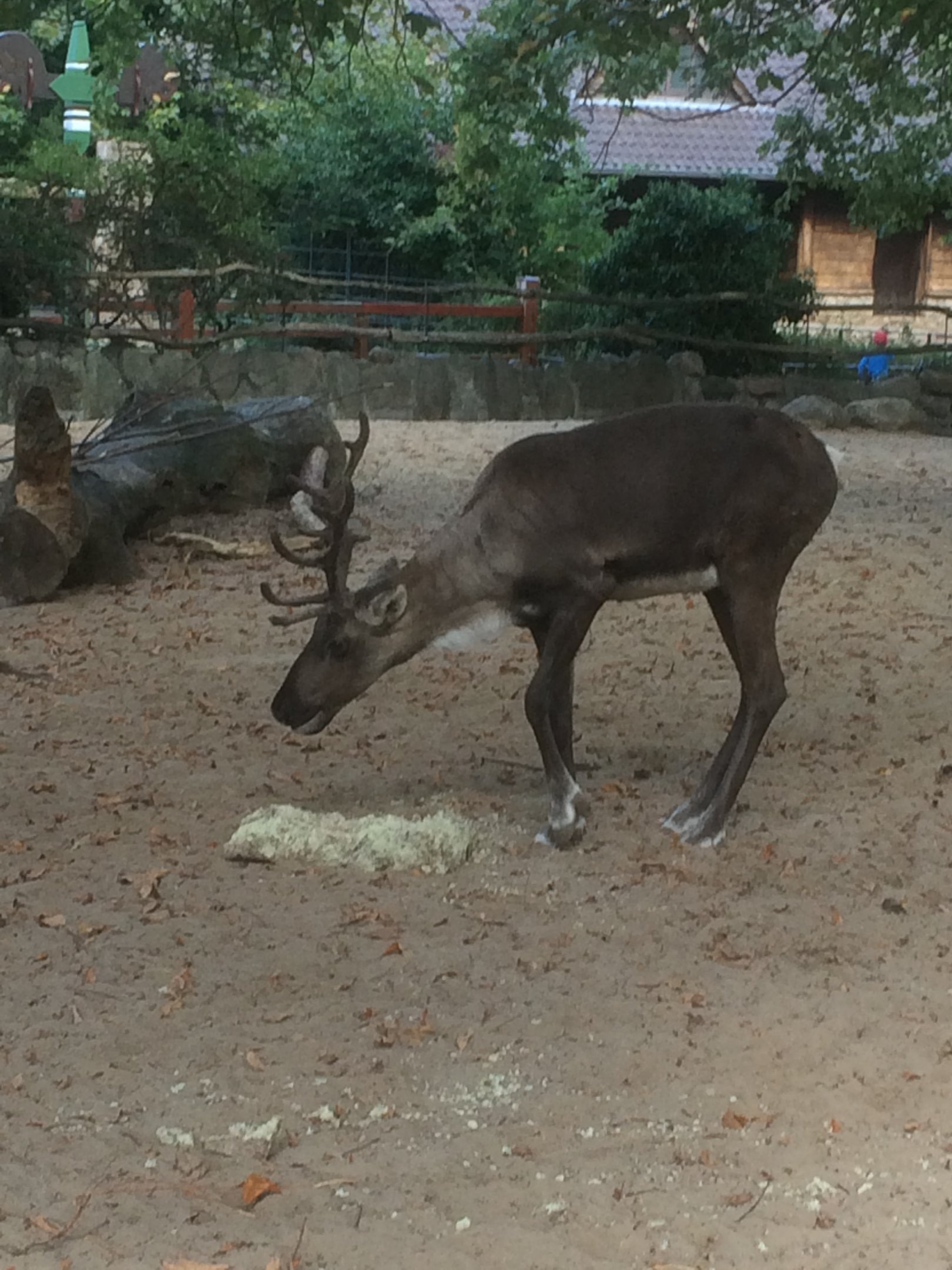 European forest reindeer