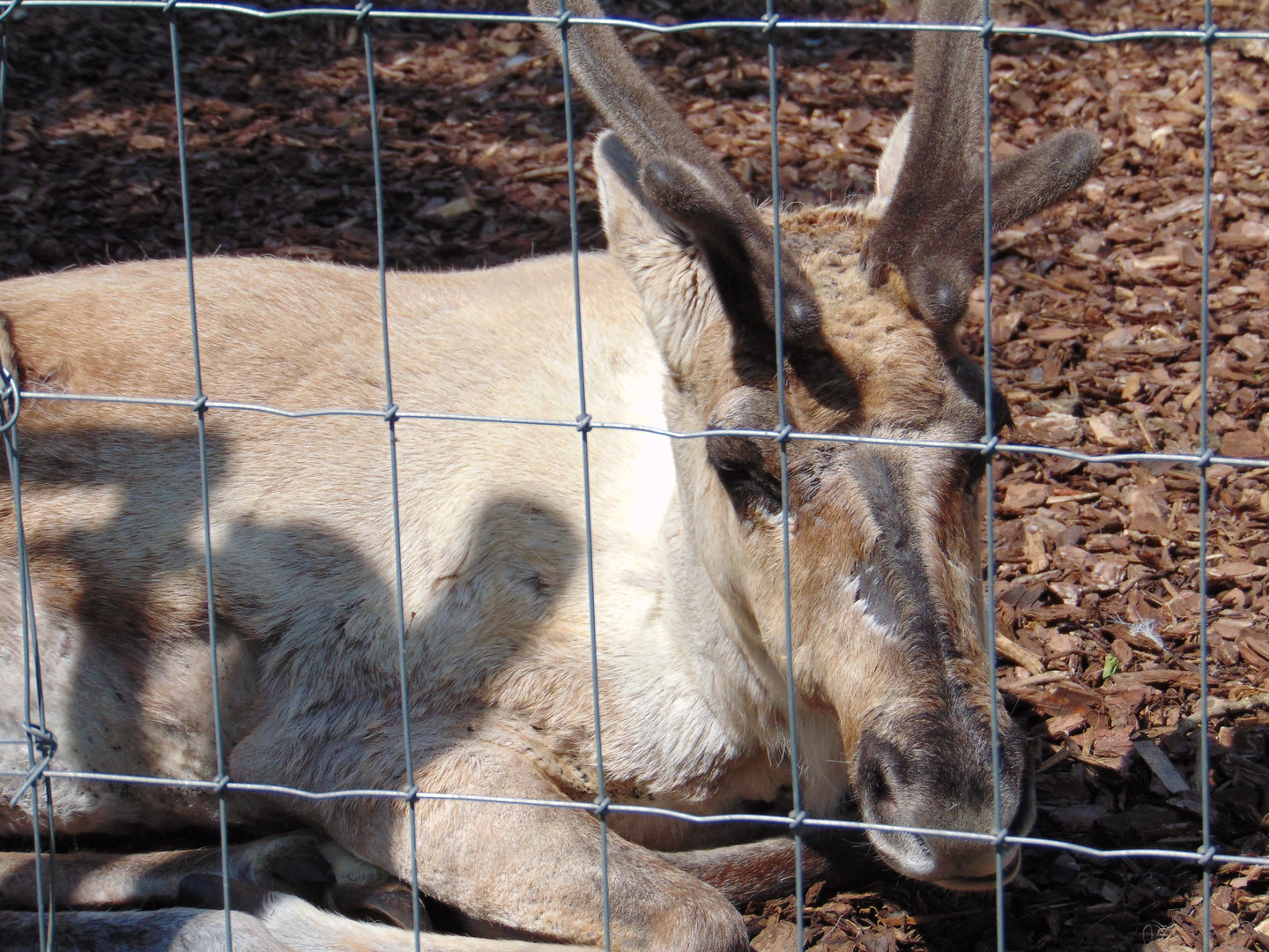European Forest Reindeer