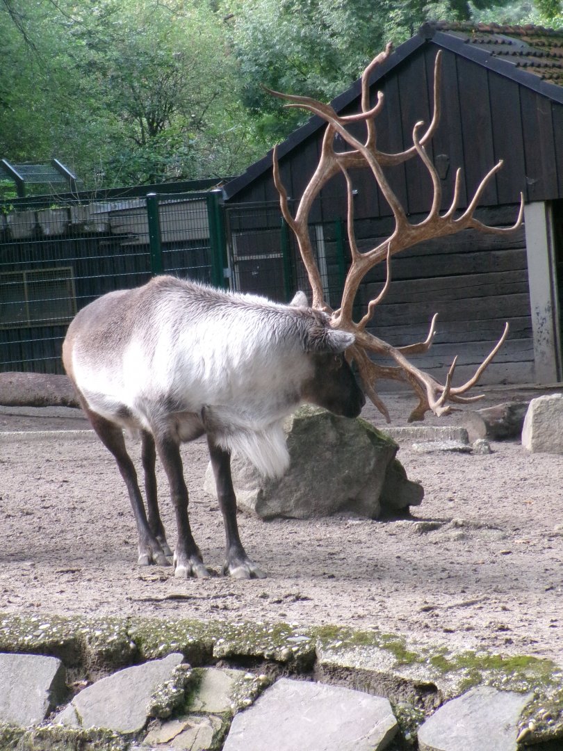European forest reindeer