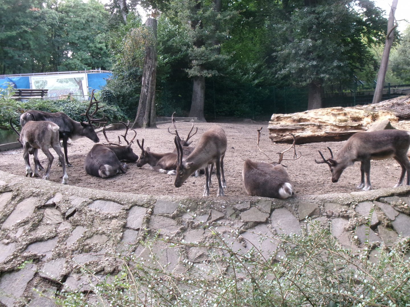 European forest reindeer