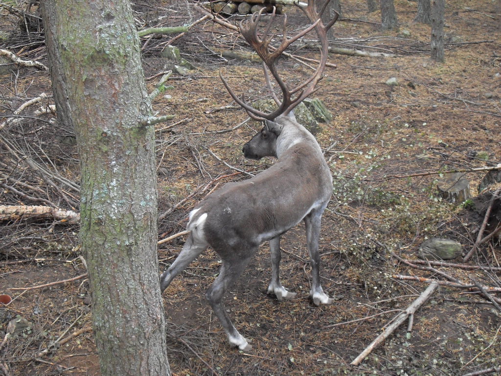 European forest reinderr