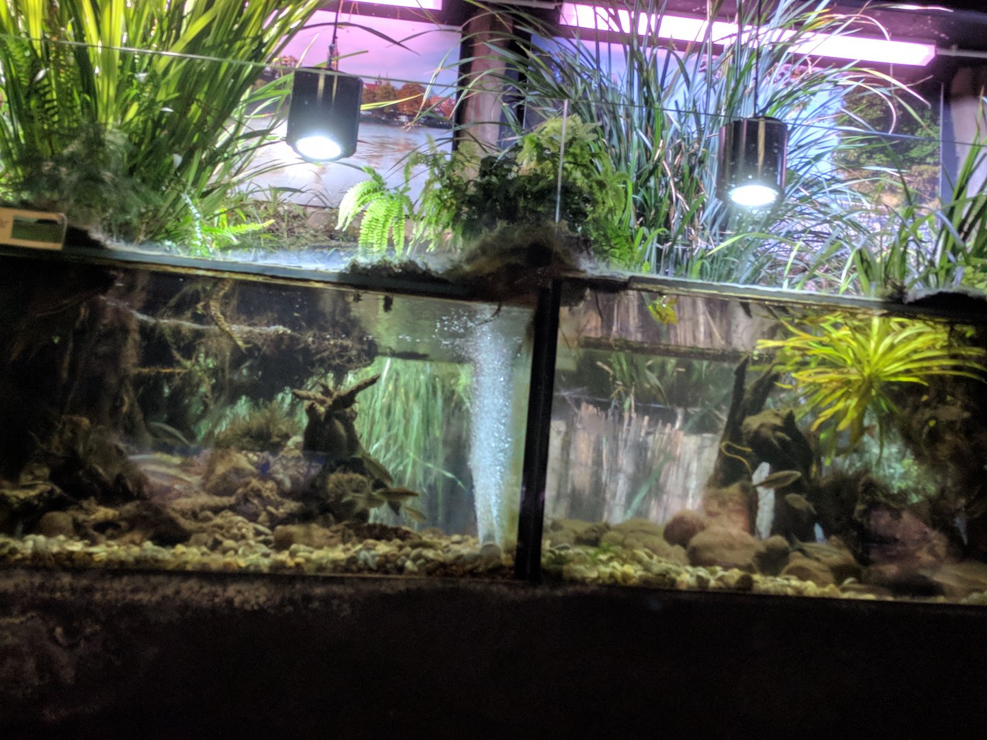 European Freshwater Aquariums