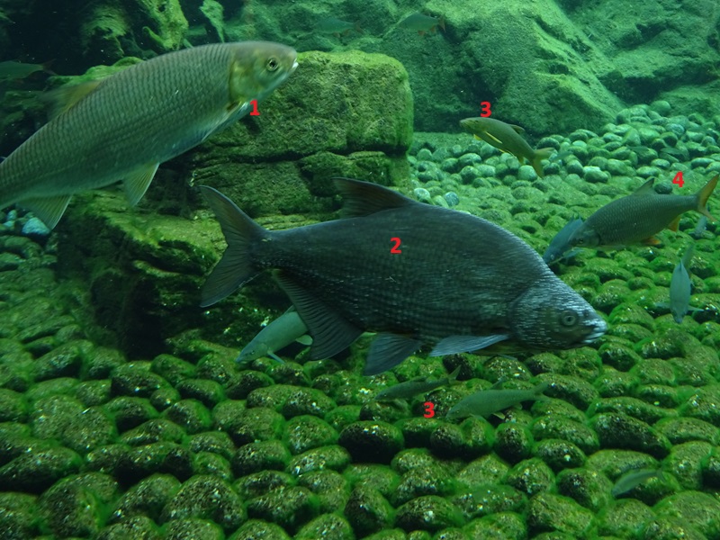 European freshwater fishes ID