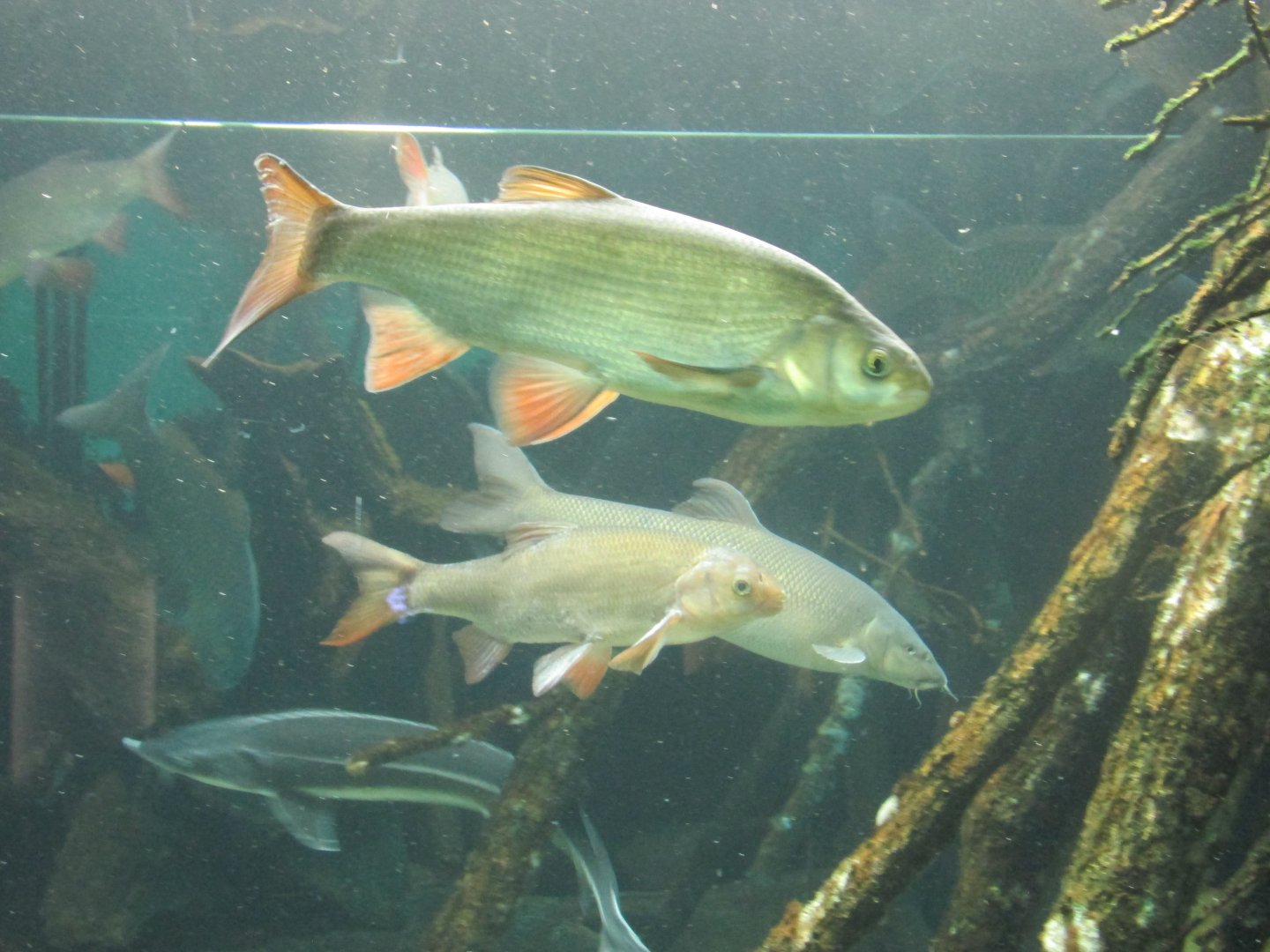 european freshwater species