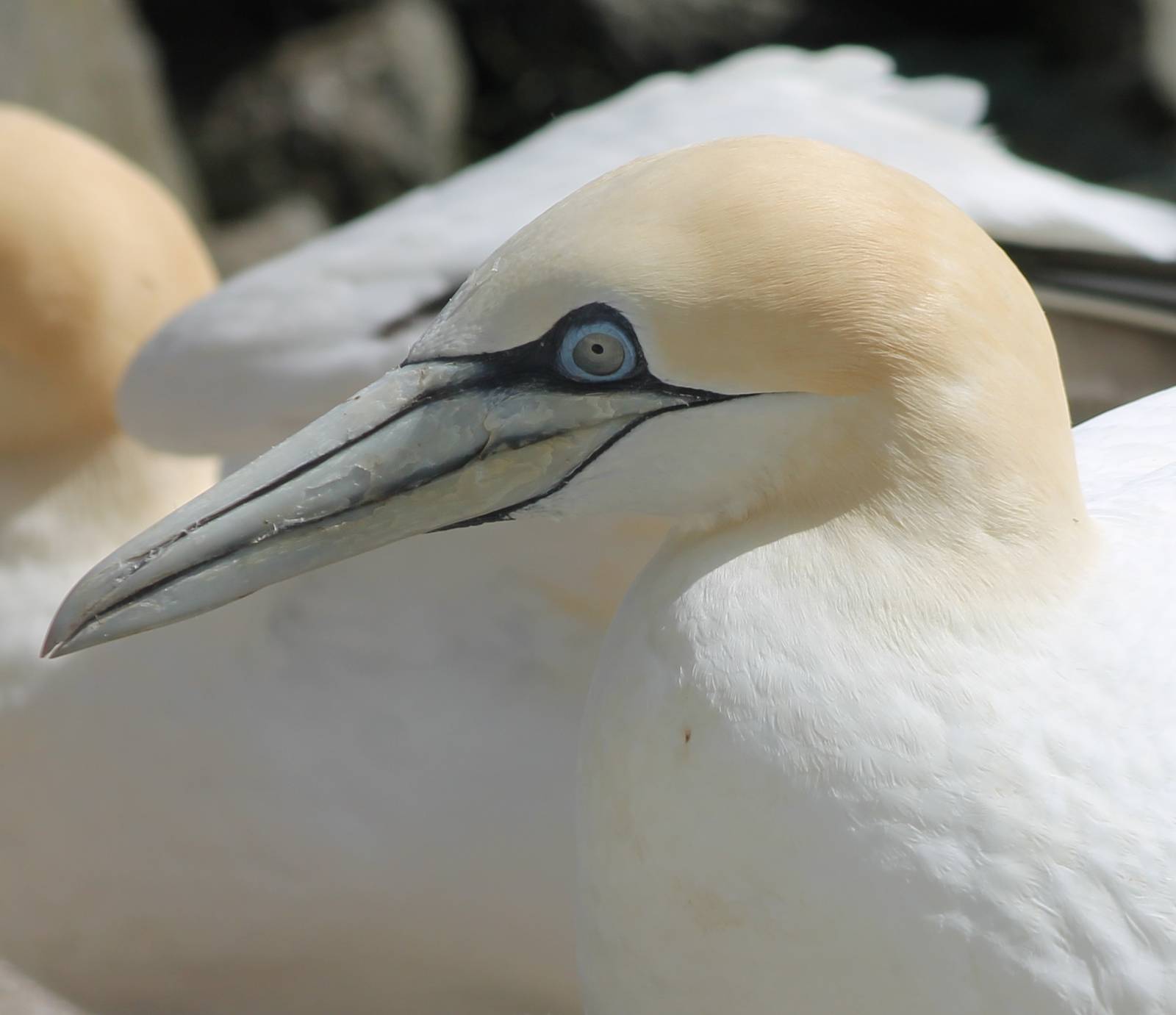 European gannet