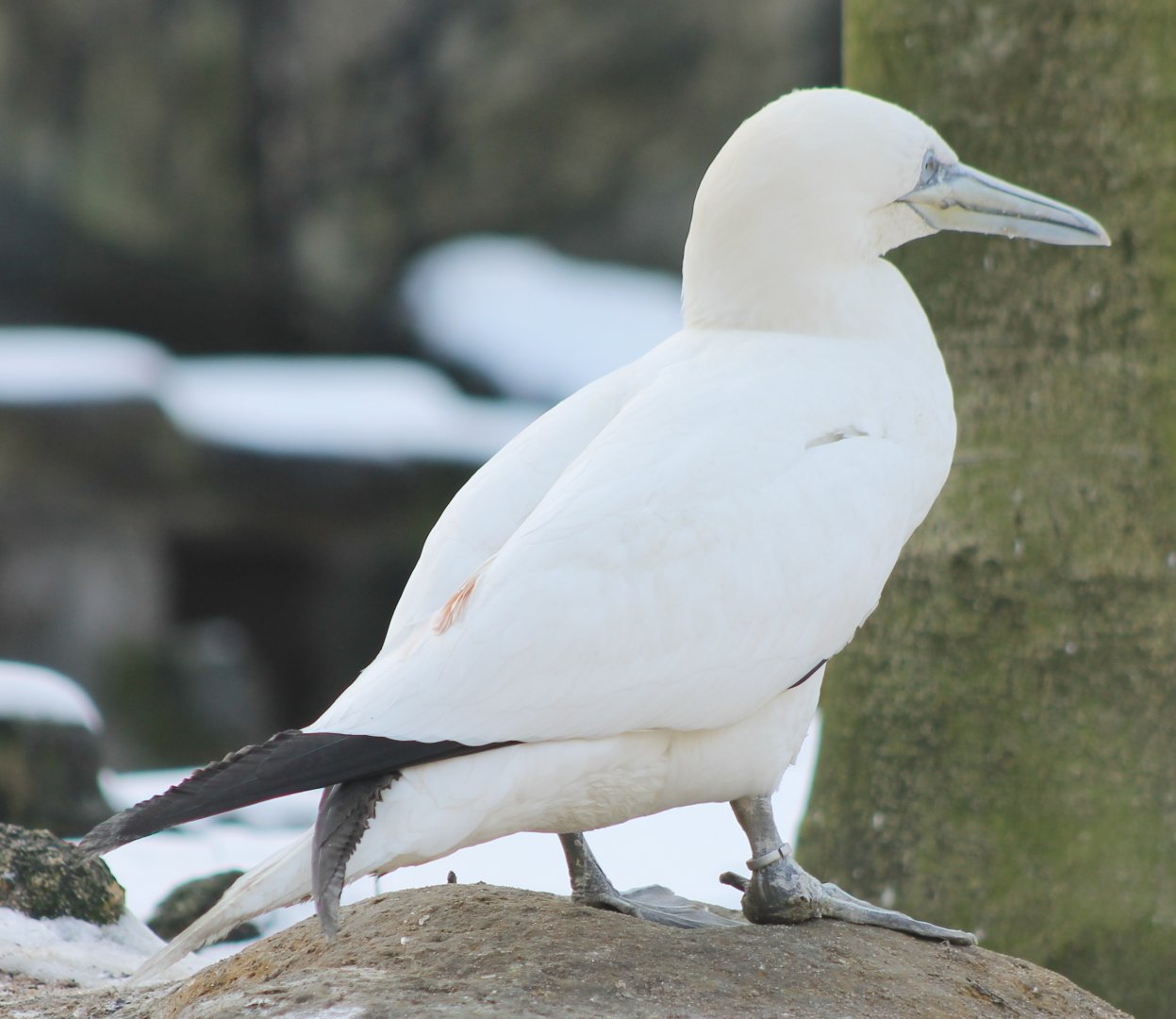 European gannet