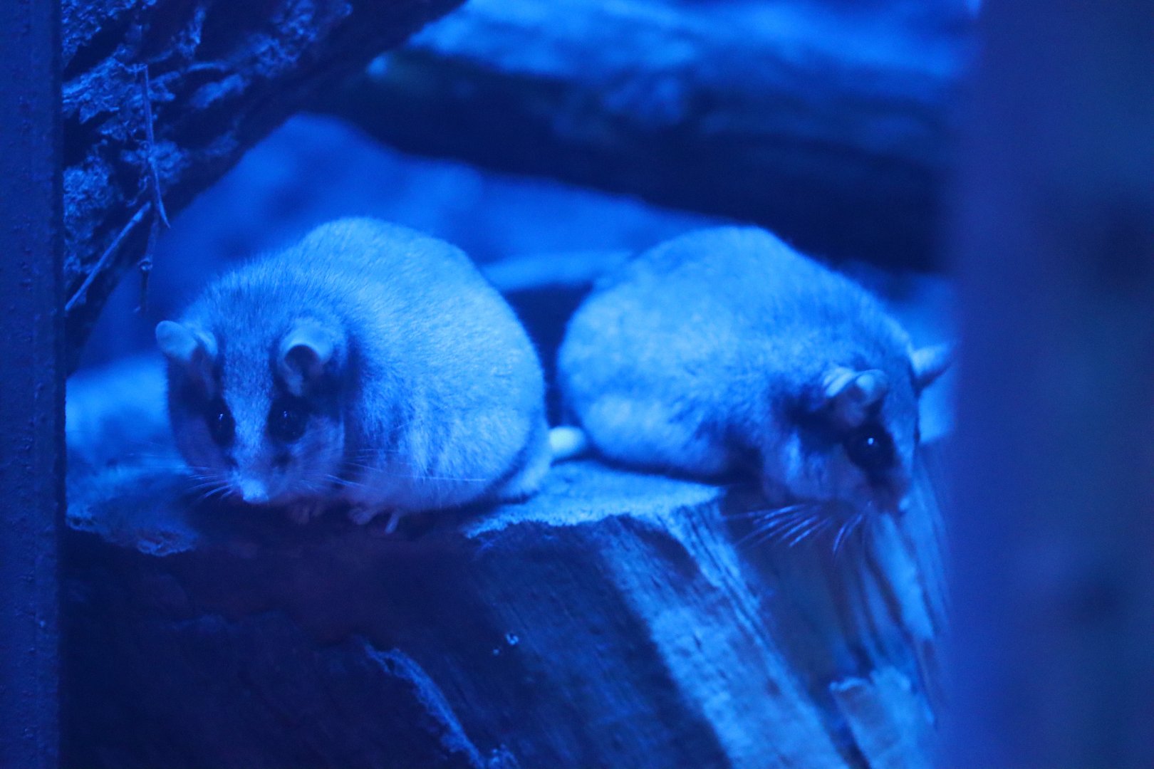 European Garden dormouse (Eliomys quercinus)