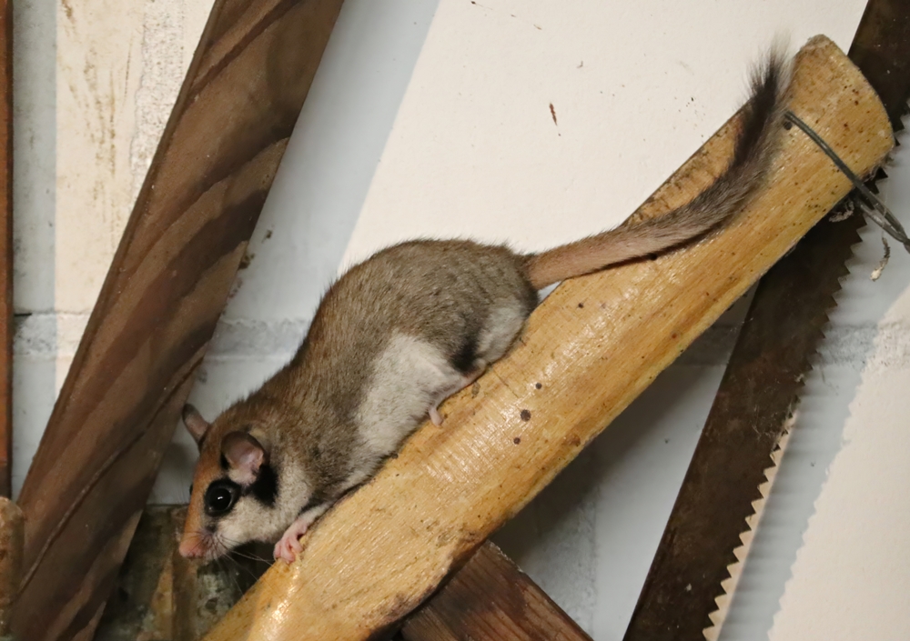 European Garden dormouse (Eliomys quercinus)