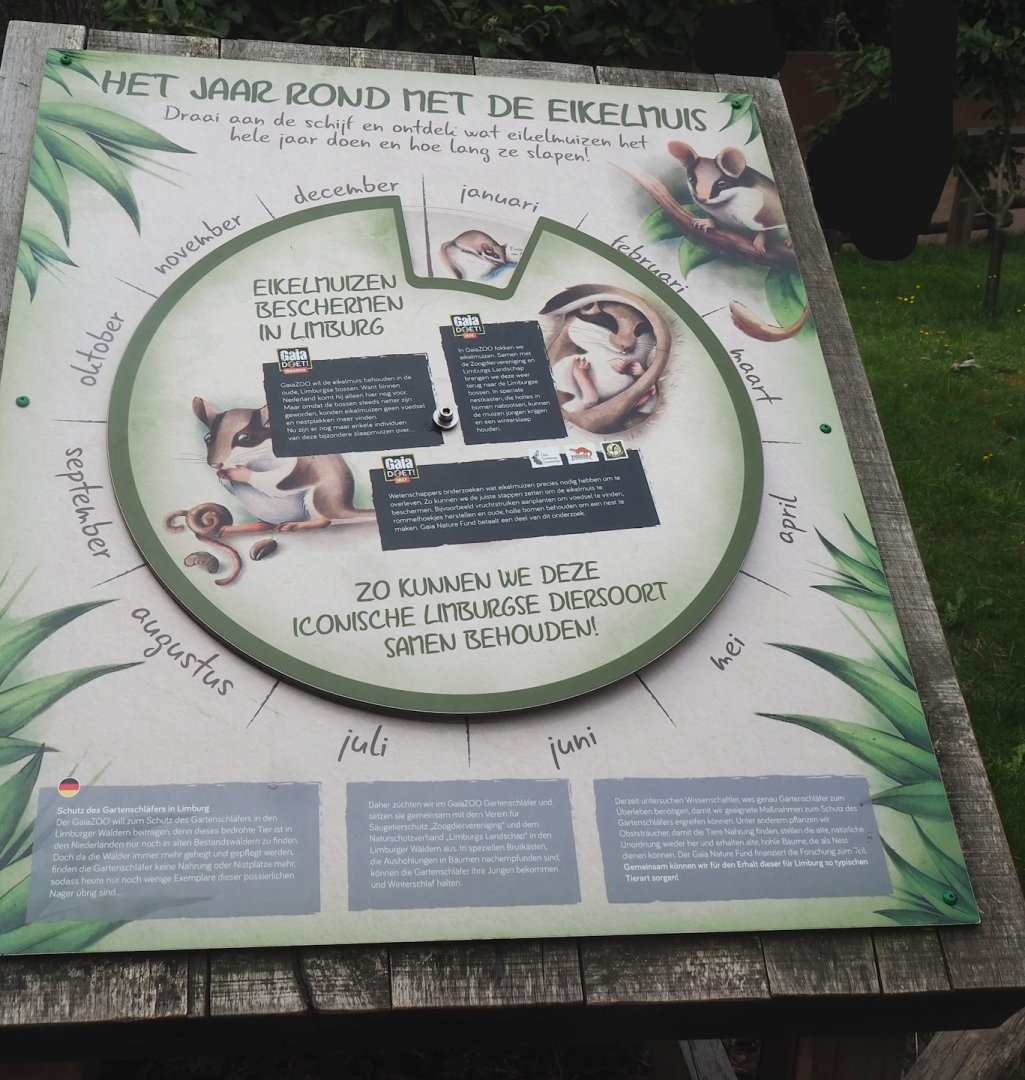 European garden dormouse sign with activity cycle around the year and conservation information, 2023-07-18