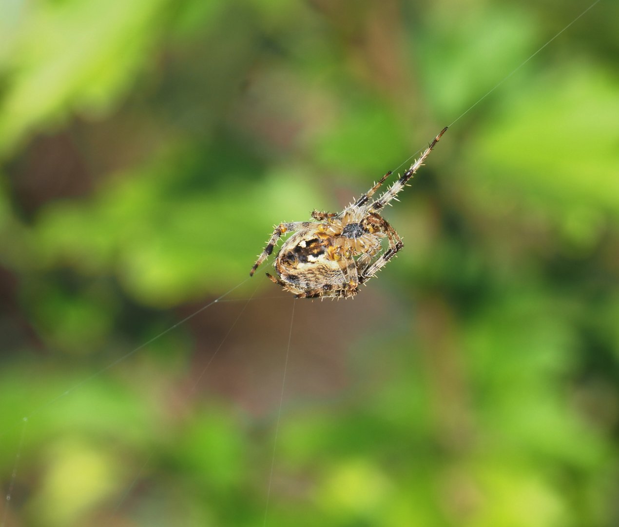 European garden spider (Araneus diadematus), 2022-09-12
