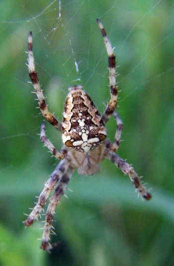 European Garden Spider (Araneus diadematus)