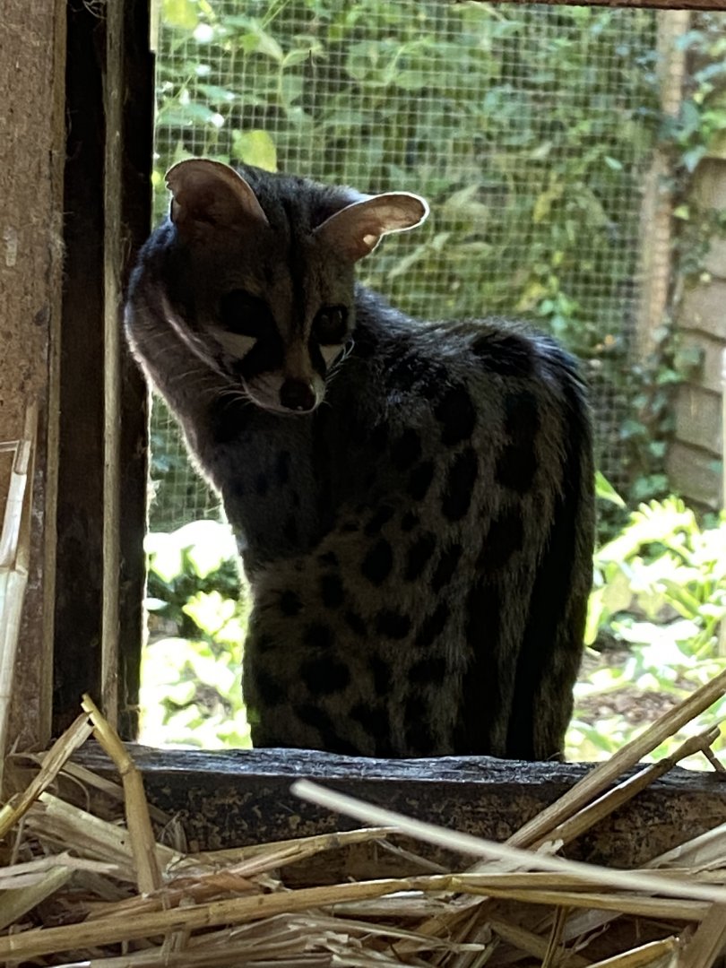 European genet 030820
