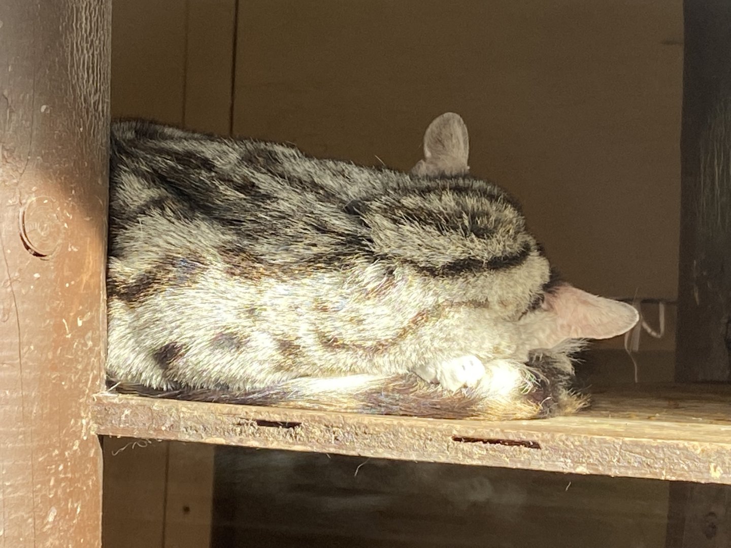 European genet 071121