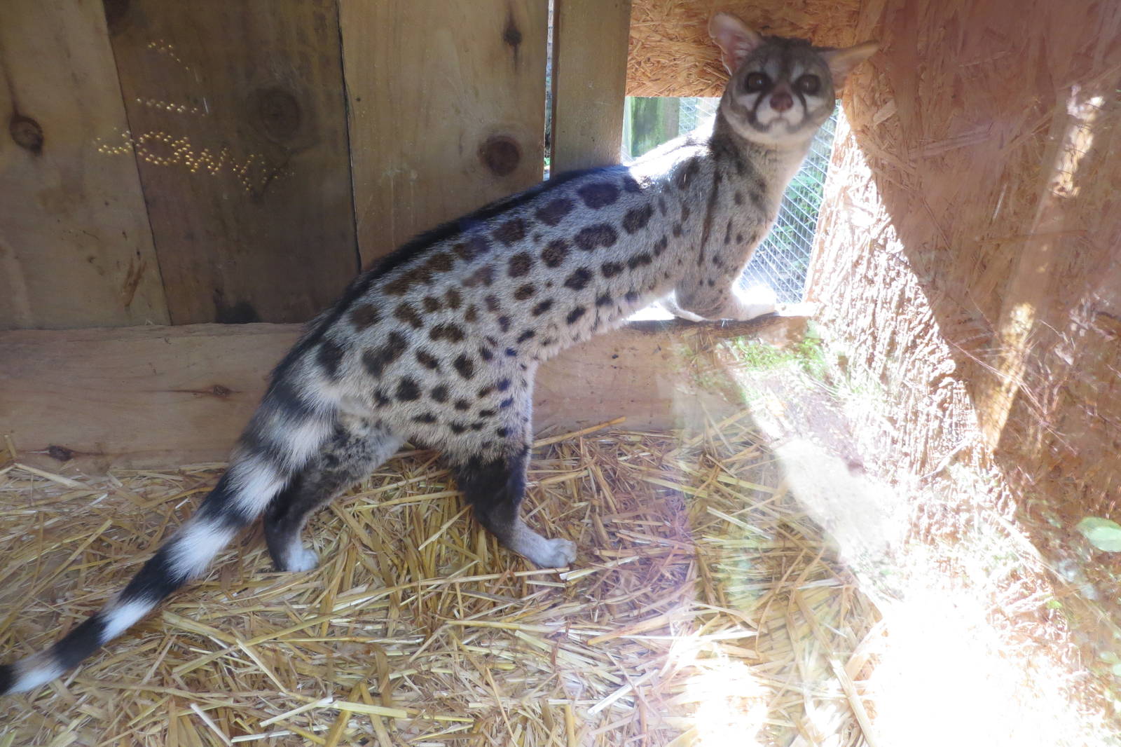 European Genet 10/14
