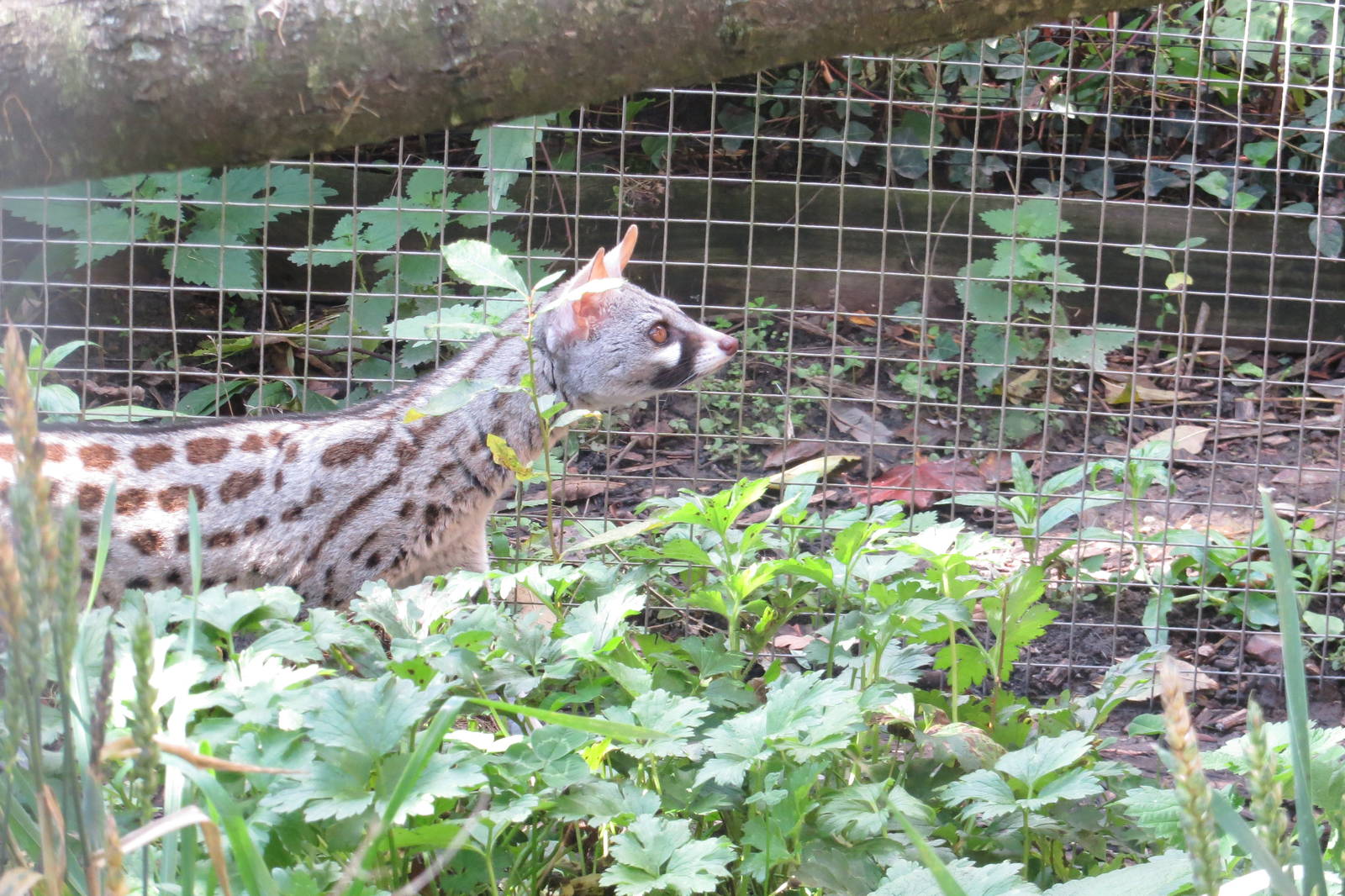 European Genet 10/14
