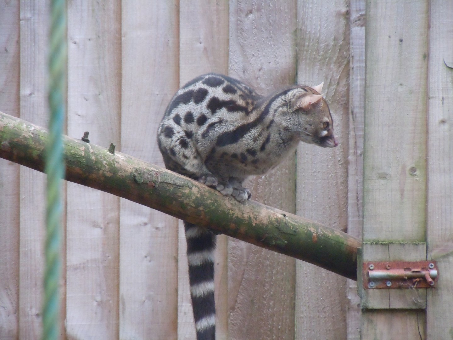 European genet 100920