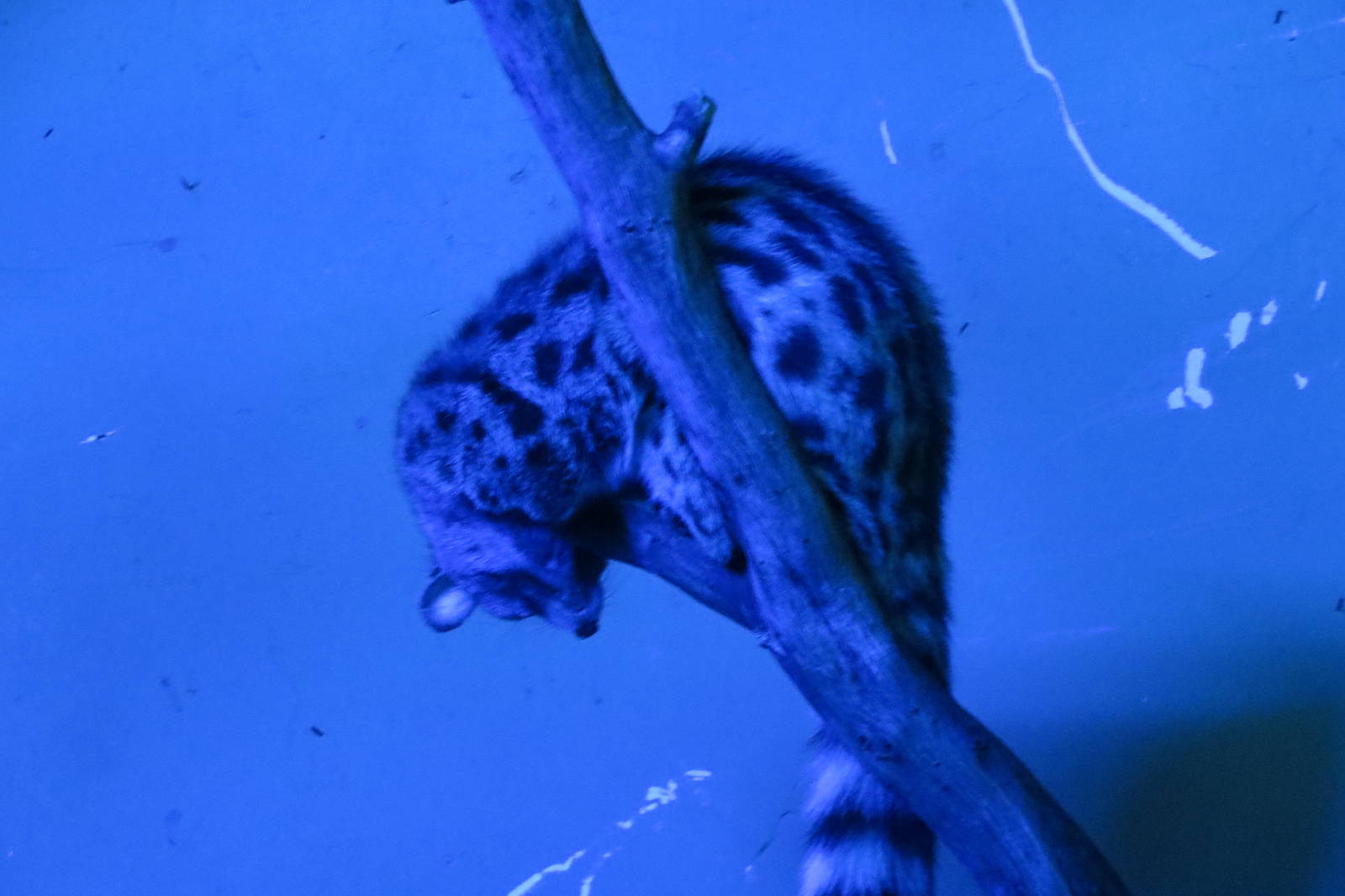 European Genet 140216