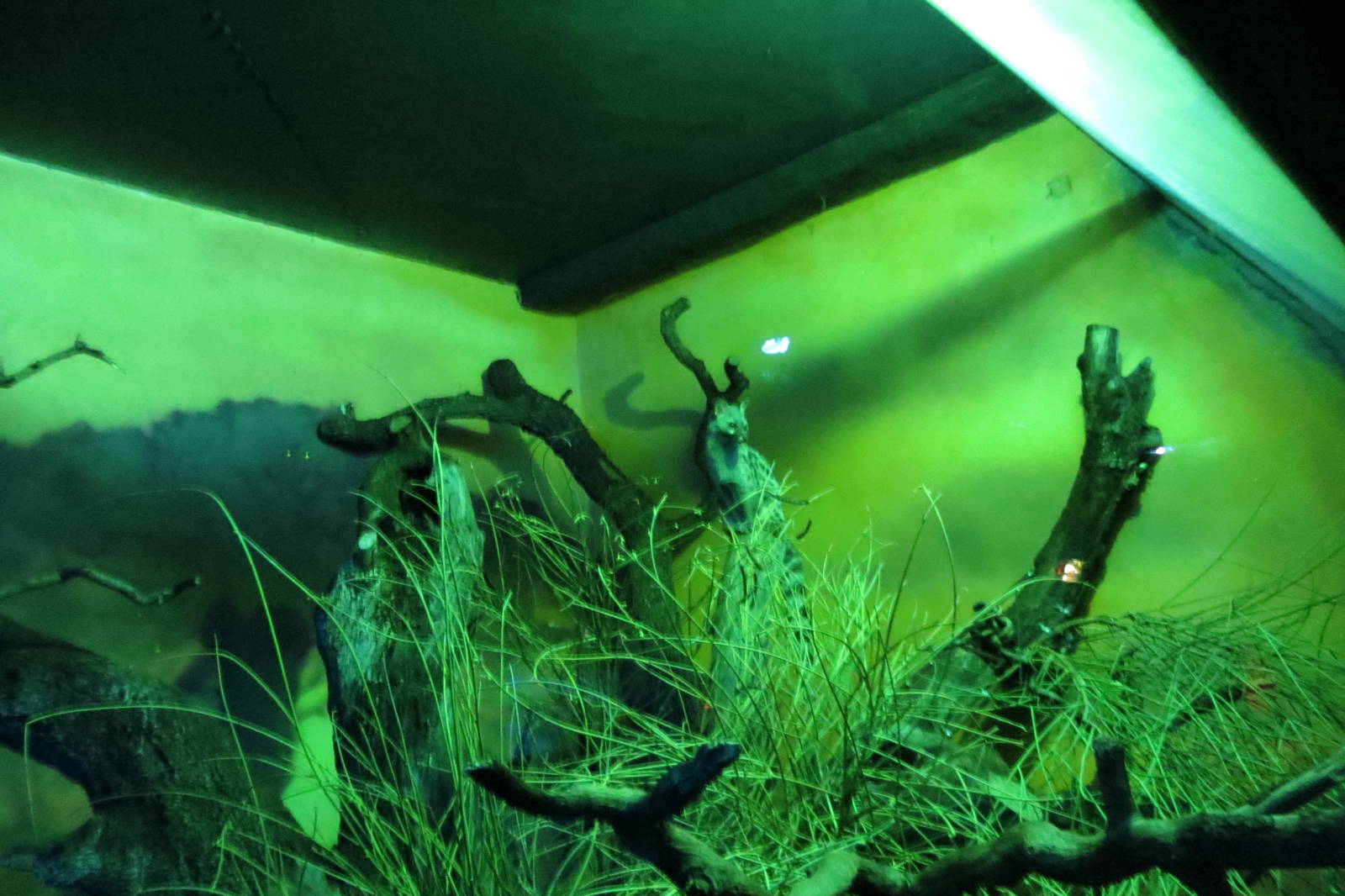 European Genet 140216